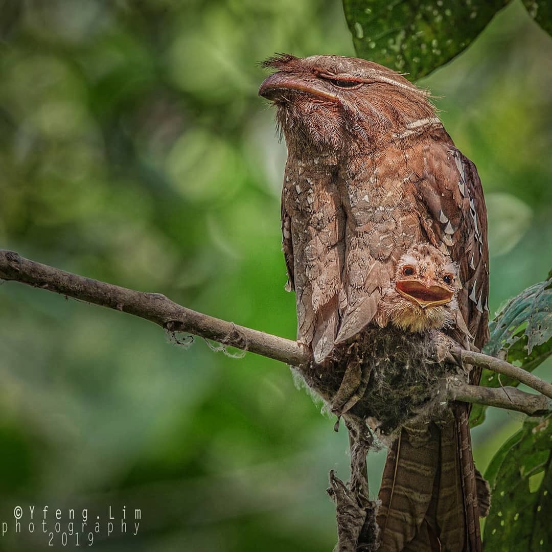 Gigantic nightjar. Palette of emotions - Nightjar, Emotions, Longpost, Birds