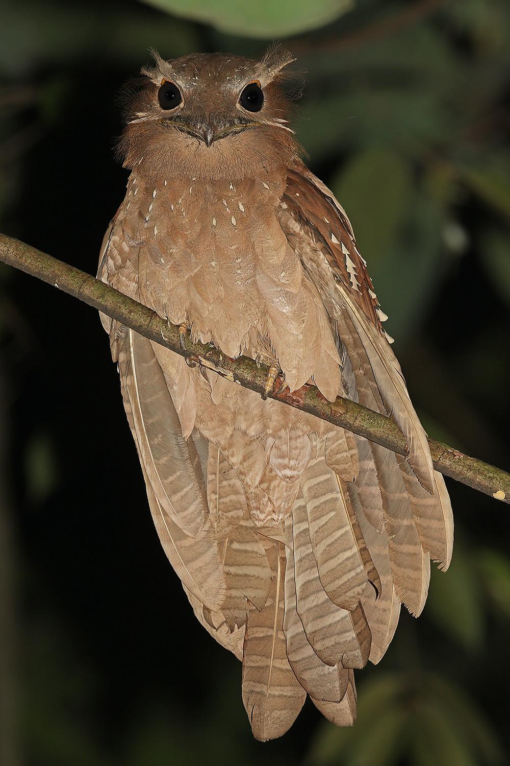 Gigantic nightjar. Palette of emotions - Nightjar, Emotions, Longpost, Birds