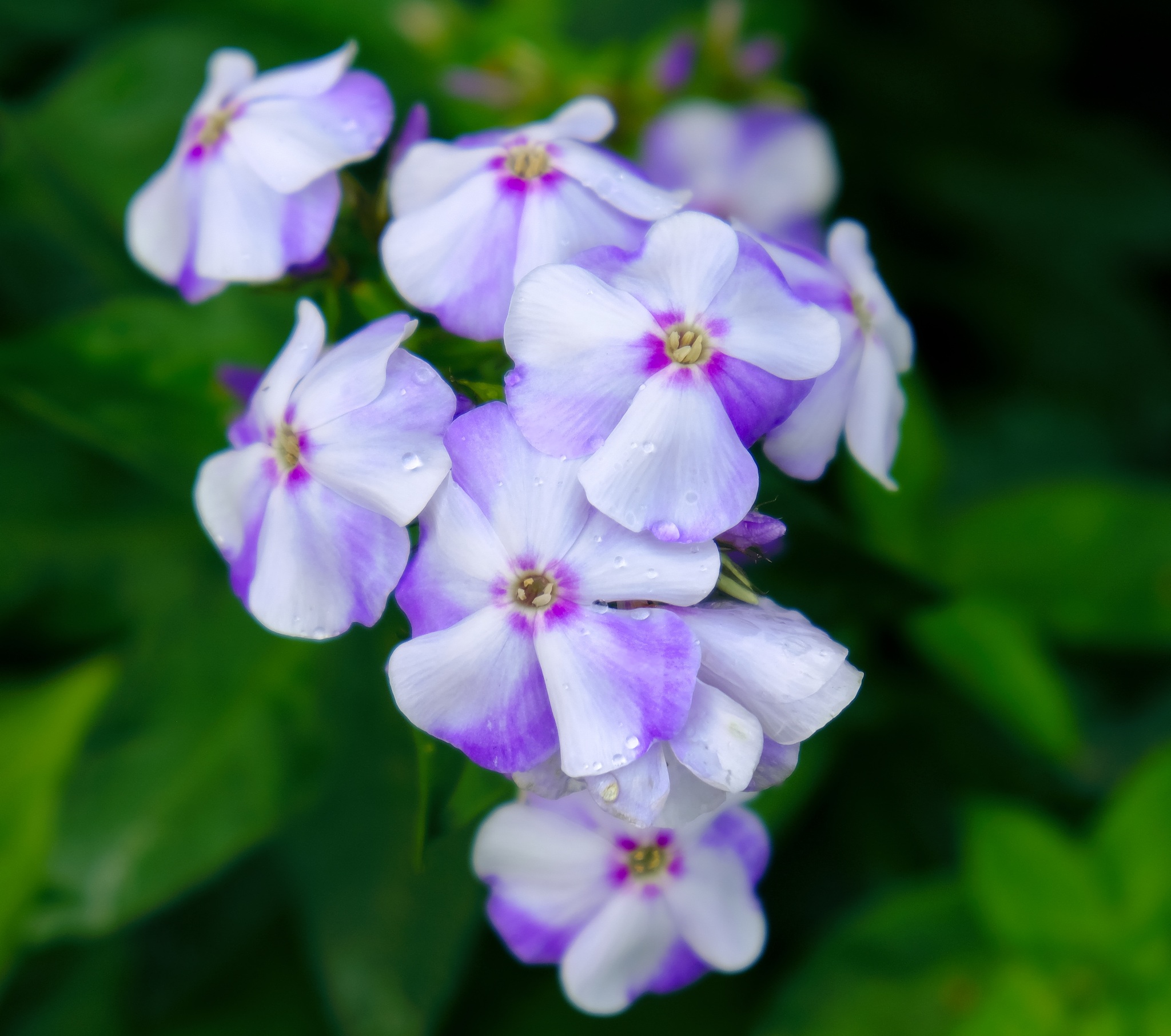 Phloxes have bloomed - My, Flowers, Garden, Summer, Phlox, The photo, Longpost