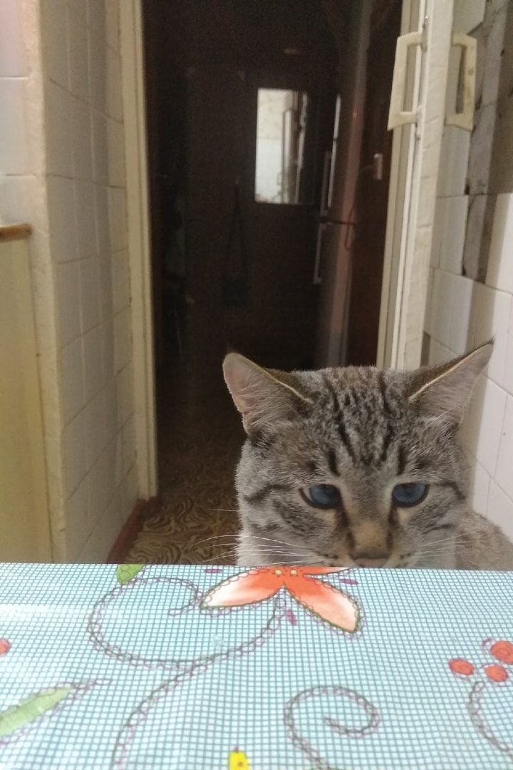 When you are a member of the family, but for some reason your bowl is always on the floor - My, cat, Tail