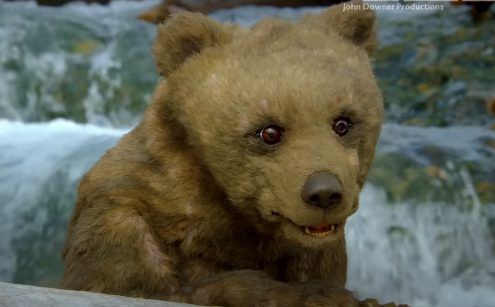 The she-bear didn't figure out the little spy... - The Bears, Grizzly, Young, Robot, wildlife, Fishing, The national geographic, Alaska, Video, Longpost