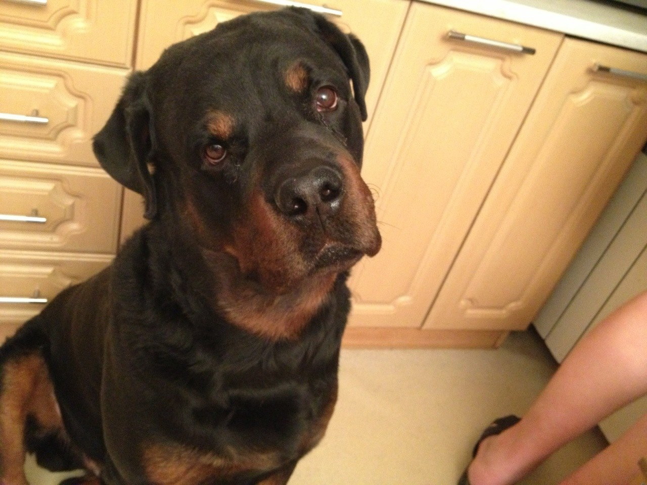 Rottweiler. Help post... - My, No rating, Dog, Rottweiler, Pets, Request, Help, Longpost