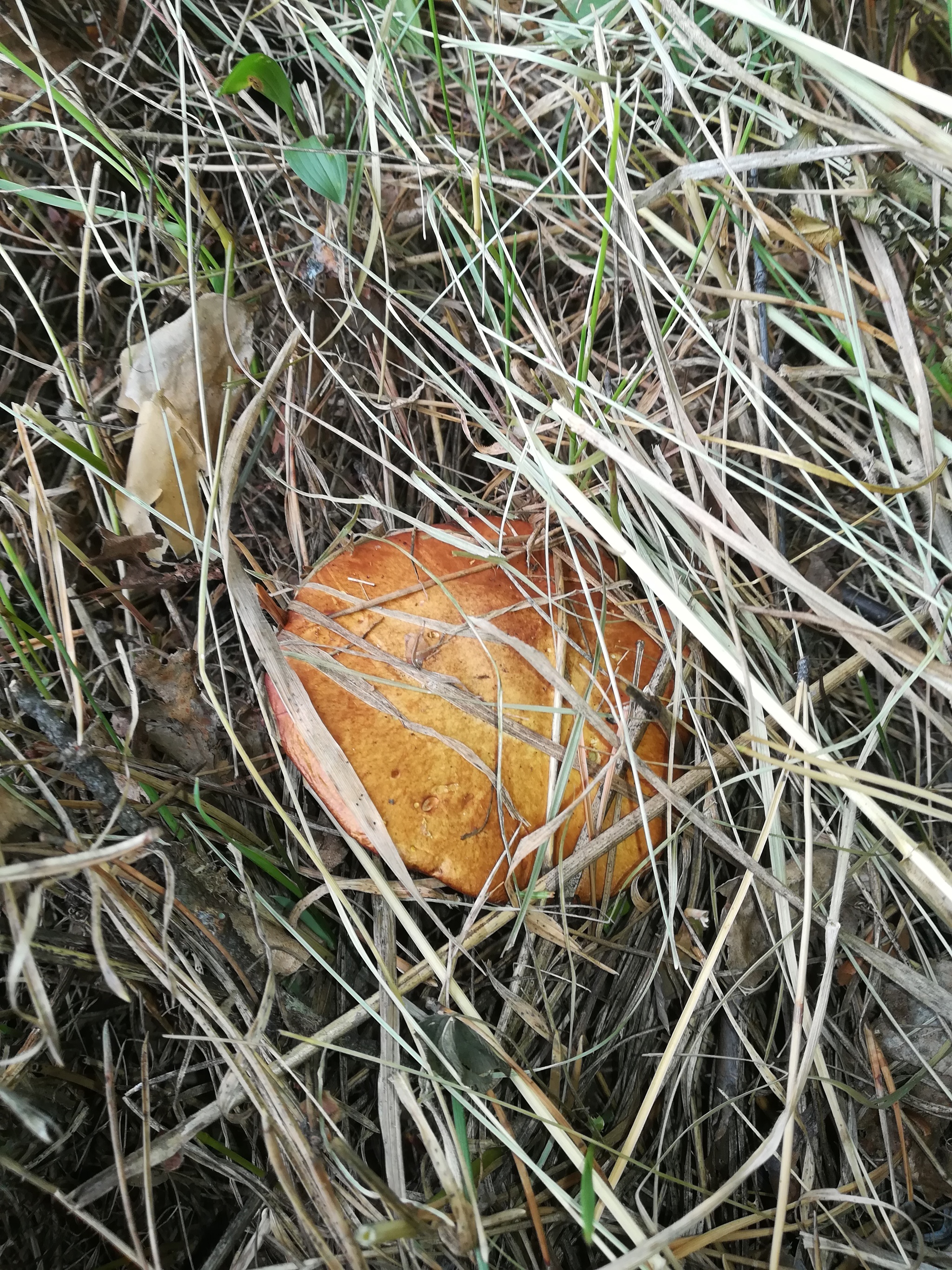 Last mowing - My, Summer, Mowing, Mushrooms, Nature, Longpost