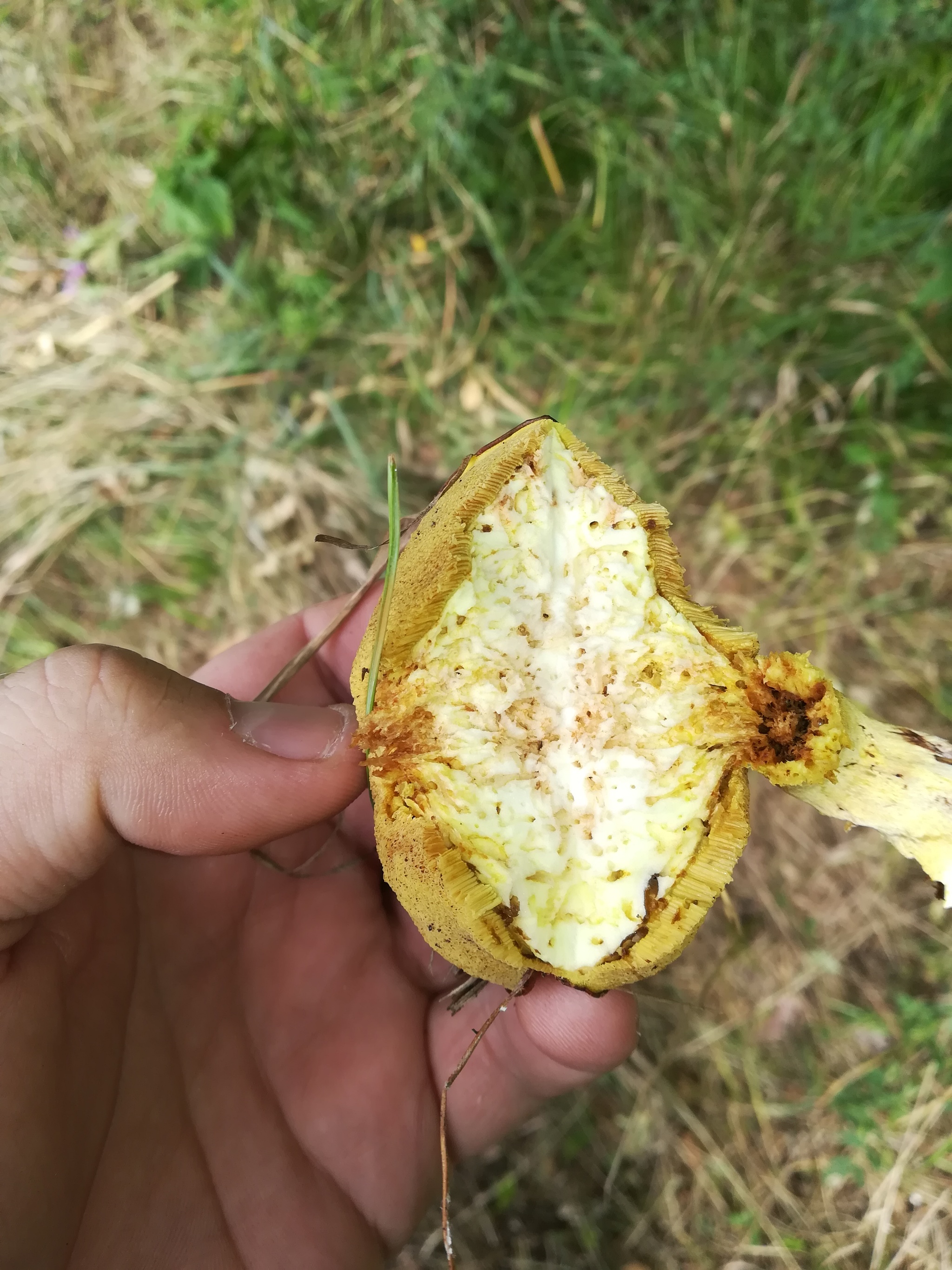 Last mowing - My, Summer, Mowing, Mushrooms, Nature, Longpost