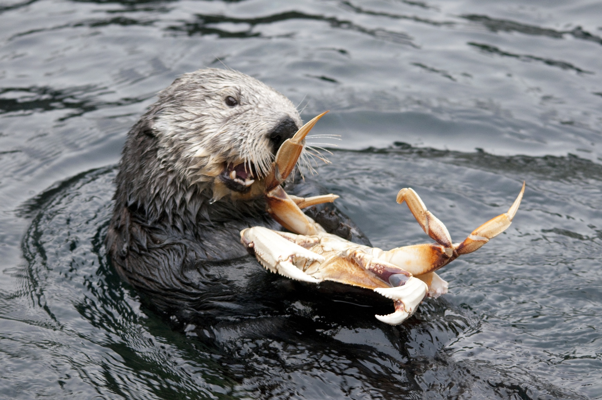 Gourmet Otter - Otter, Gourmet, Longpost