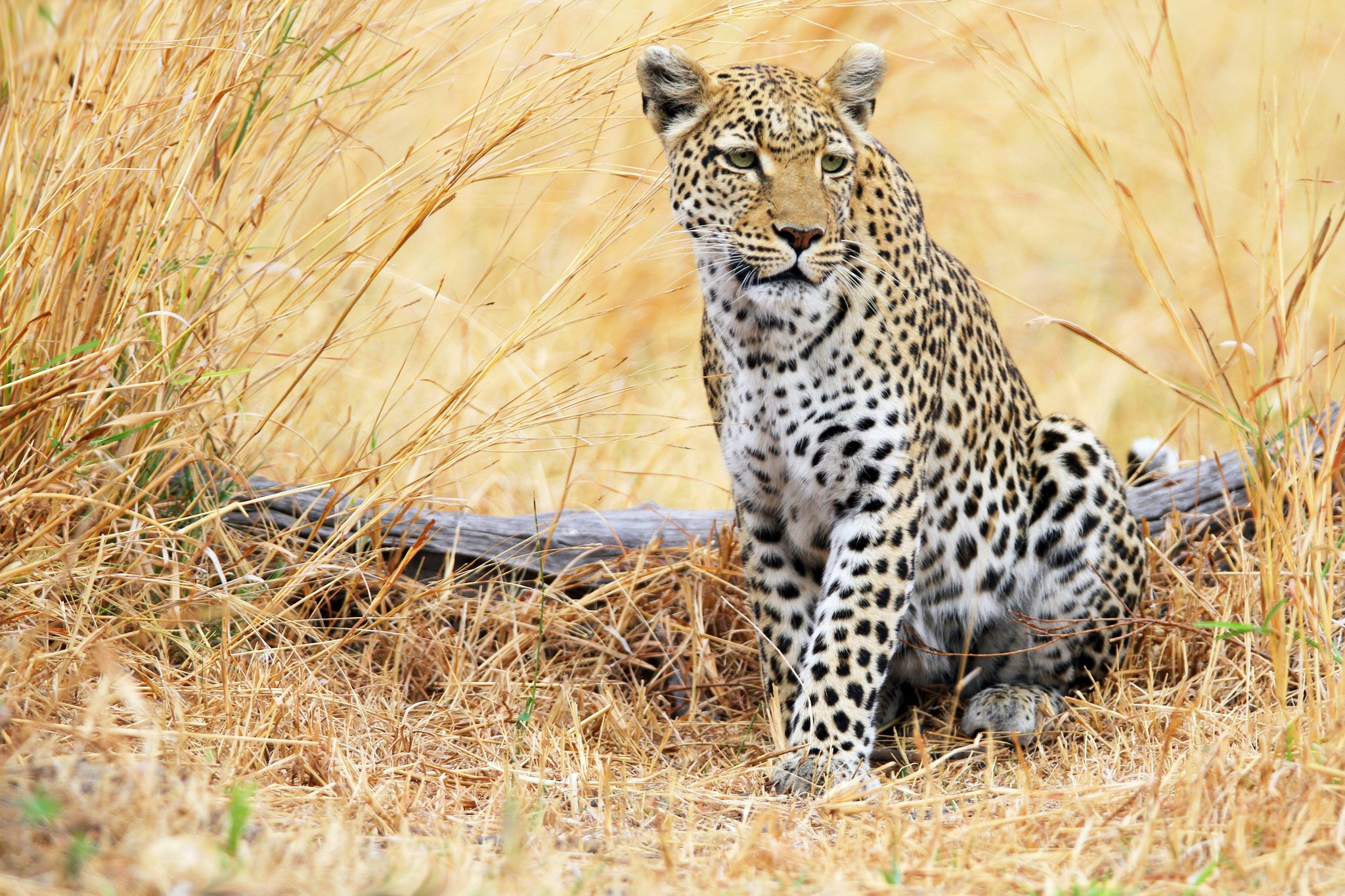 Thought... - Leopard, Big cats, Pensiveness, Wild animals, Africa, Botswana, The photo