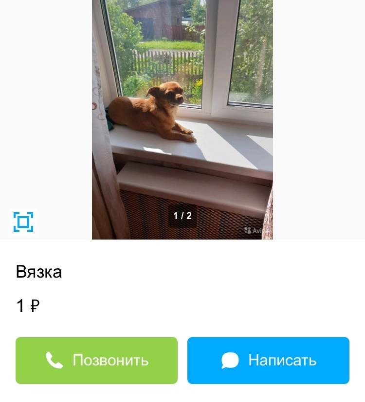 Avito - Tinder for dogs - My, Avito, Announcement on avito, Dog, Longpost