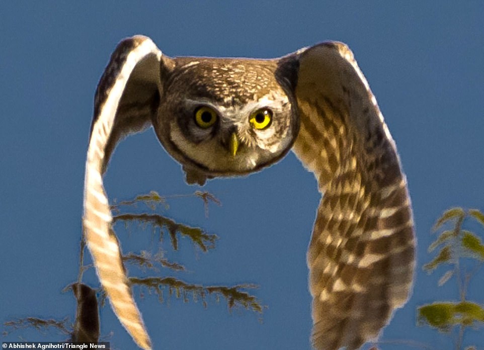 We noticed you - Owl, Milota, Longpost, The photo, Birds