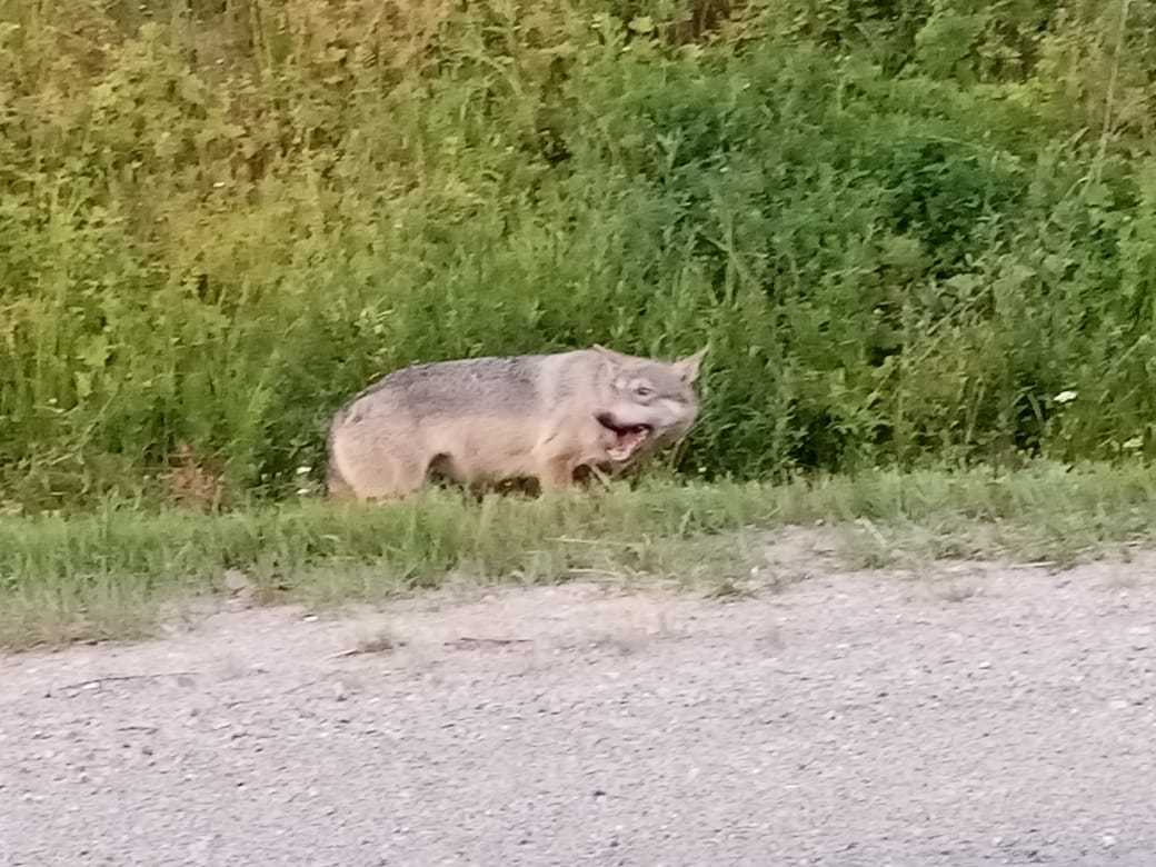 I saw and photographed a wolf on the Ekaterinburg-Ufa highway, near Mikhailovsk 07/24/2020 - Animals, wildlife, Wolf