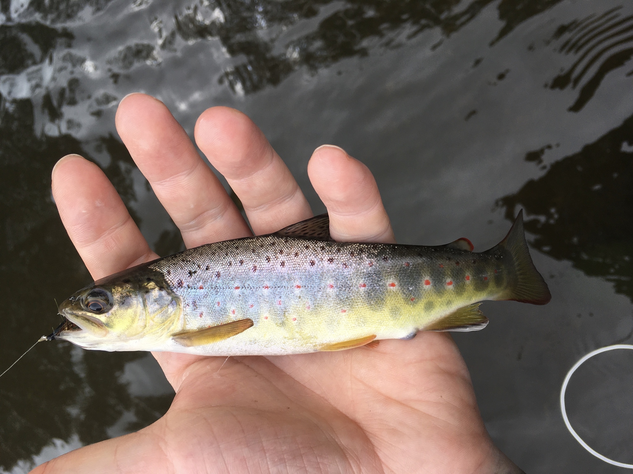 Fly fishing, first steps - My, Fishing, fly fishing, Germany, Longpost