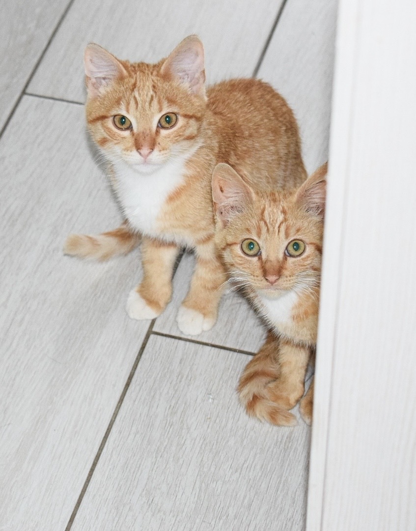 Kittens that lived in a flowerbed near a dangerous intersection are looking for a home - My, Kittens, cat, Saint Petersburg, Leningrad region, Pets, Redheads, Longpost