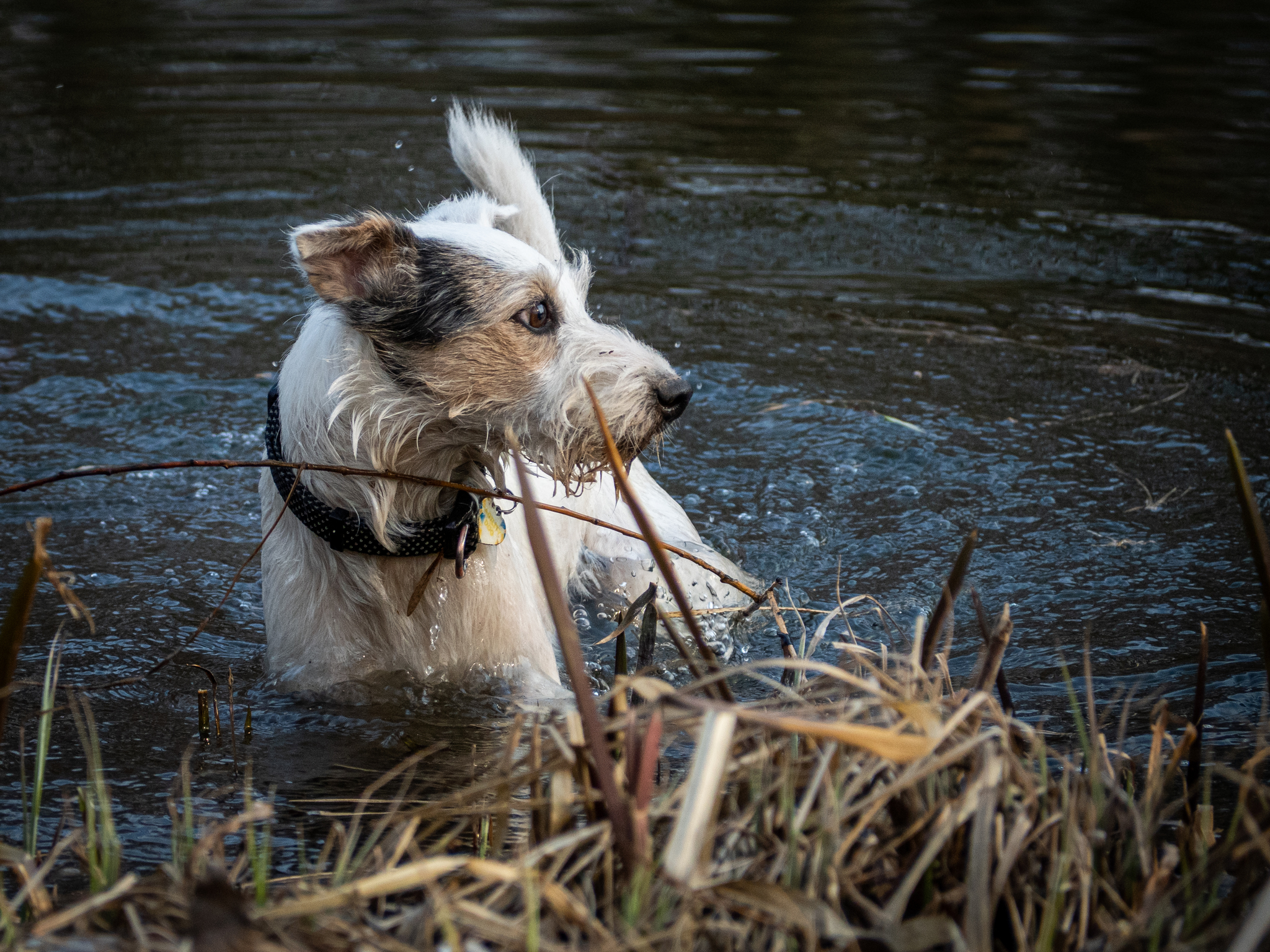 Dog - My, Dog, Pets, The photo