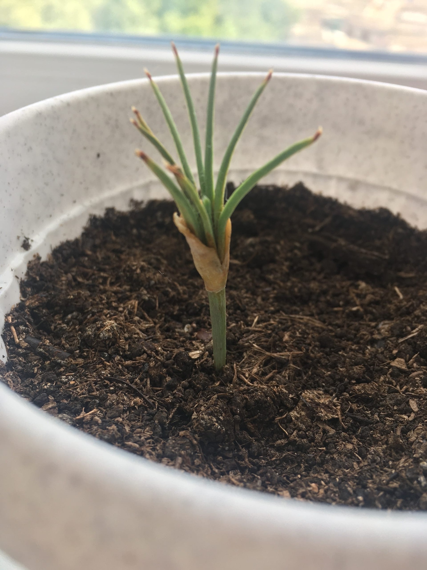 What did I grow? - My, Plants, Tree, Saplings, Cones, Biology, Longpost