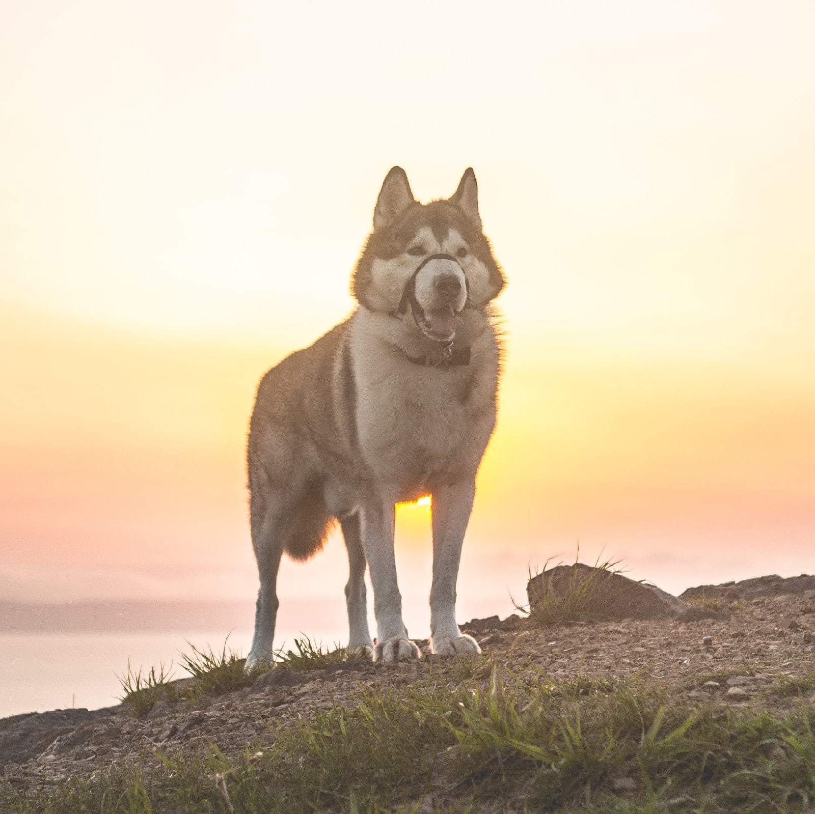 Who really needs a muzzle and a leash? - My, Alaskan Malamute, Dog, Walking, Muzzle, No muzzle, Opinion, Leash, Mat, Longpost