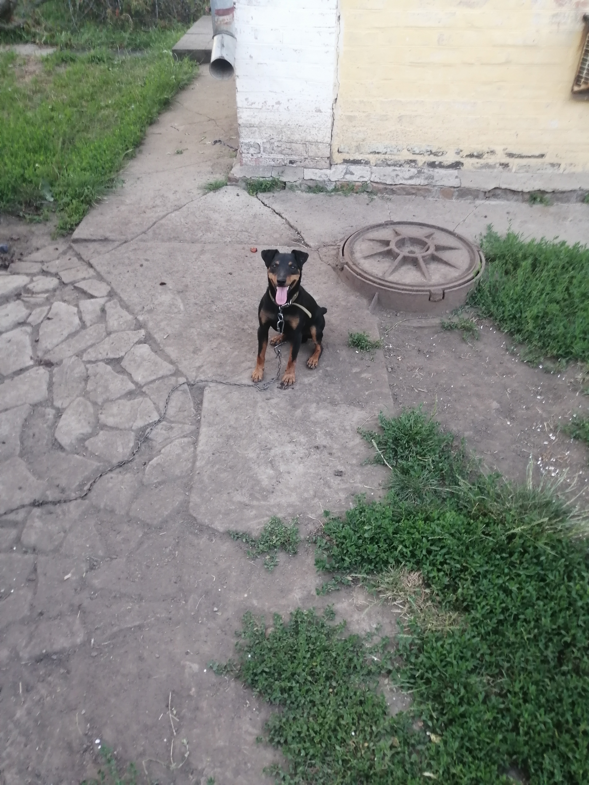 My handsome))) - My, Dog, Jagd terrier, Good boy, Longpost