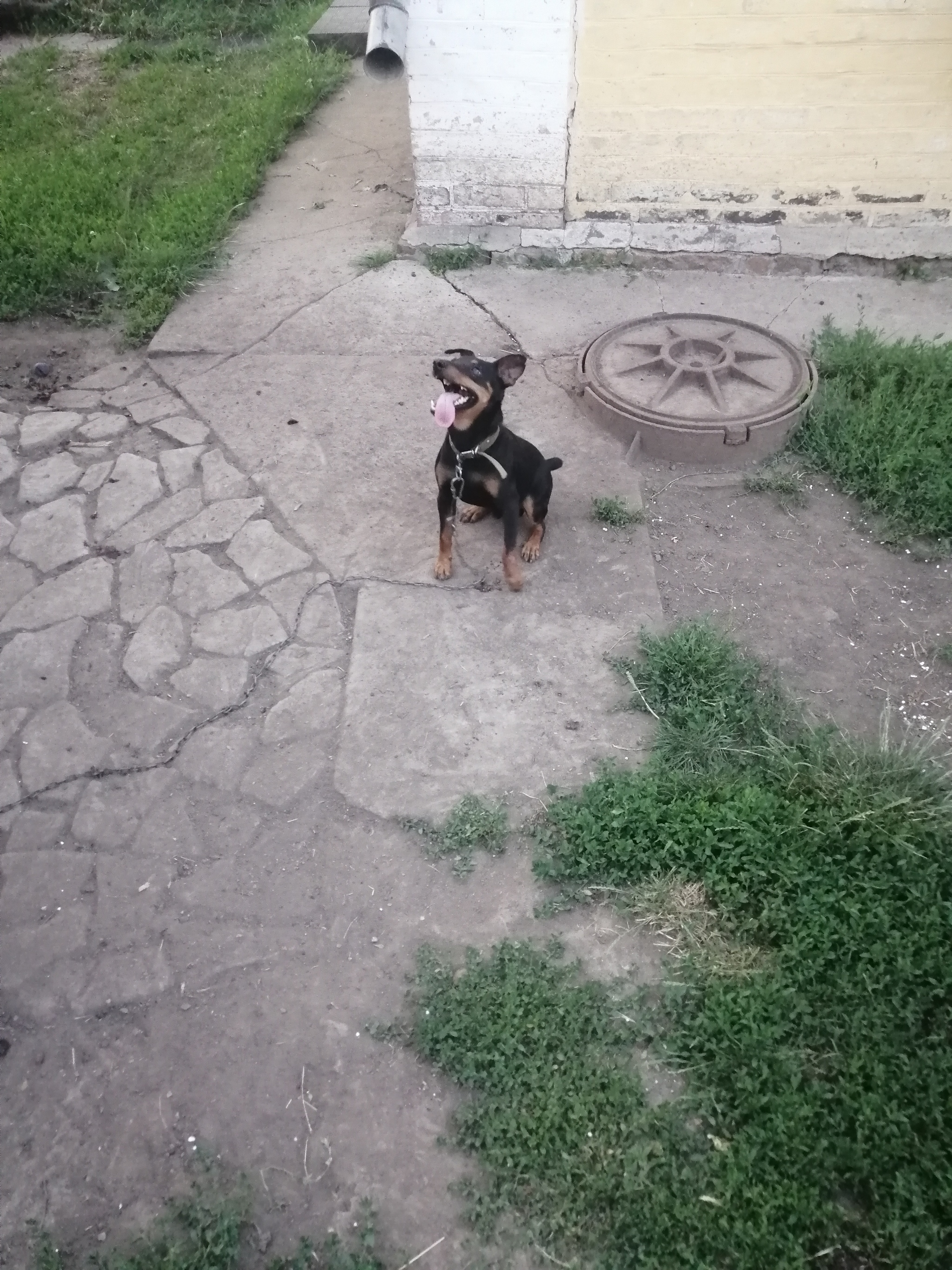 My handsome))) - My, Dog, Jagd terrier, Good boy, Longpost