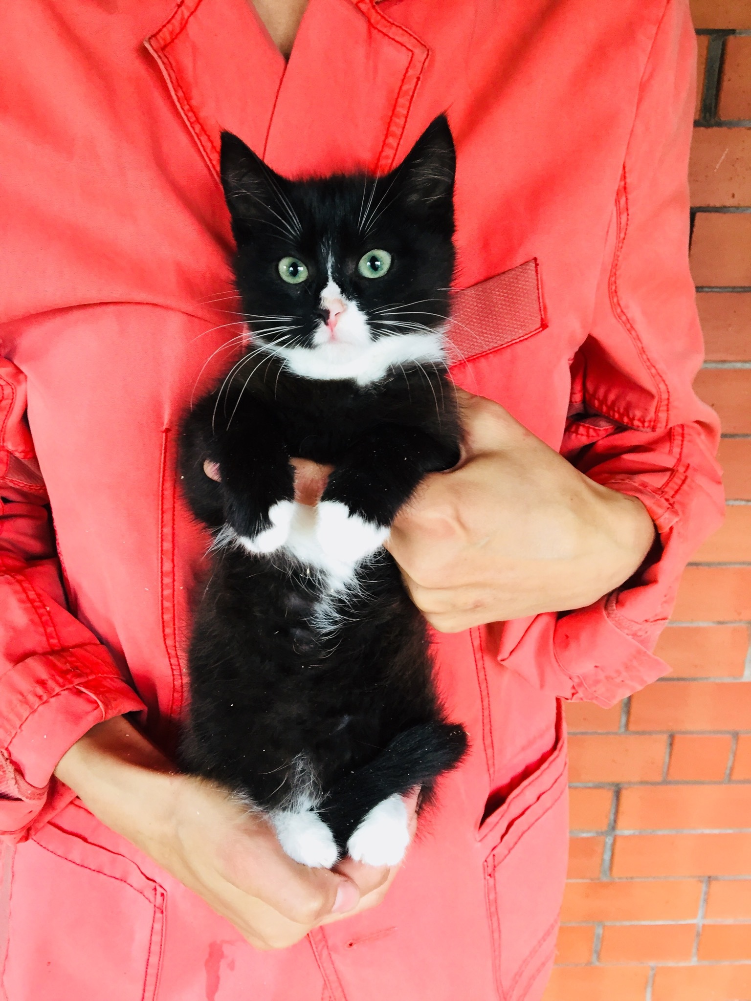 A black and white teenage cat is looking for her home. St. Petersburg, Moscow and Leningrad region - My, cat, Kittens, In good hands, Animal Rescue, No rating, Saint Petersburg, Leningrad region, Longpost, Moscow