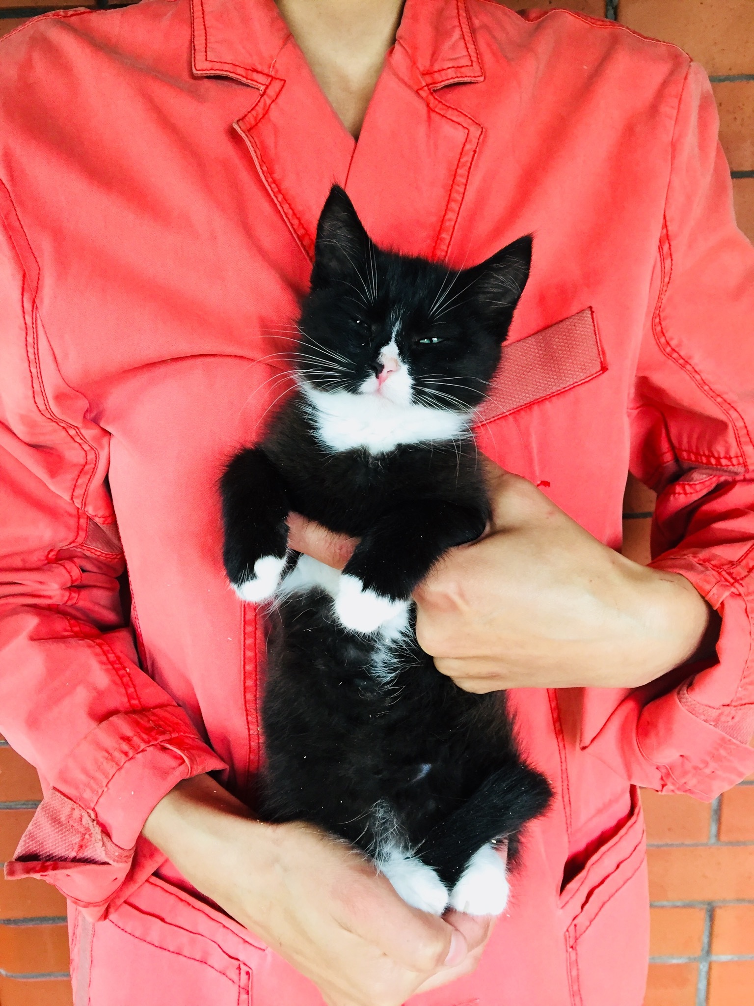 A black and white teenage cat is looking for her home. St. Petersburg, Moscow and Leningrad region - My, cat, Kittens, In good hands, Animal Rescue, No rating, Saint Petersburg, Leningrad region, Longpost, Moscow