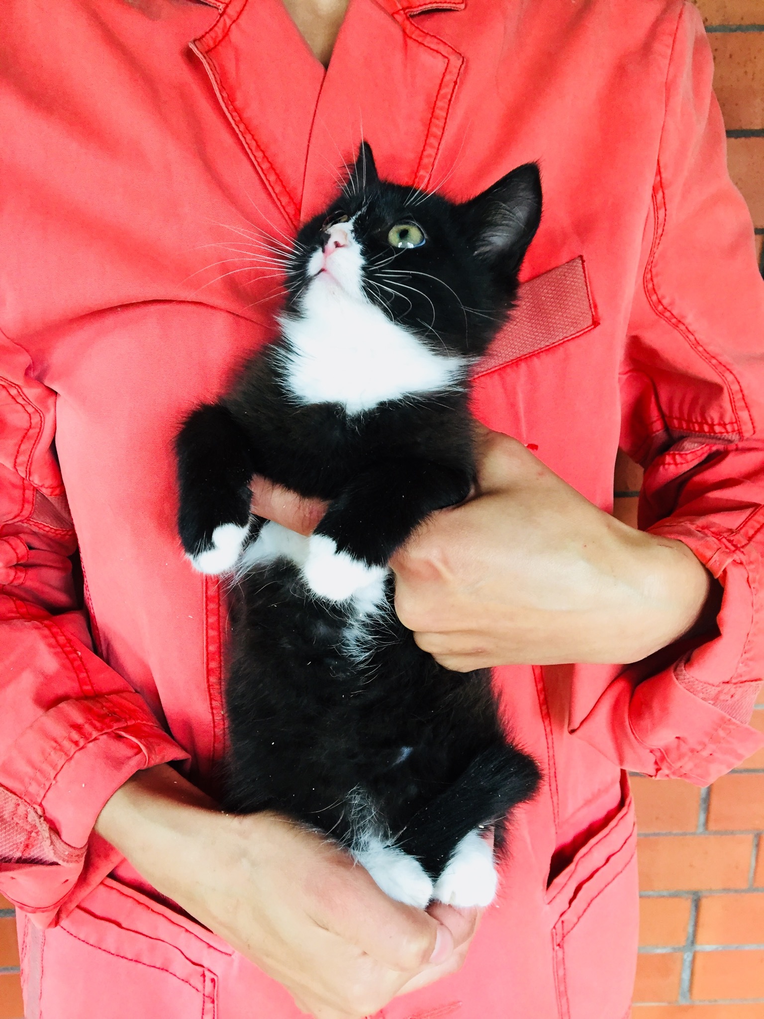 A black and white teenage cat is looking for her home. St. Petersburg, Moscow and Leningrad region - My, cat, Kittens, In good hands, Animal Rescue, No rating, Saint Petersburg, Leningrad region, Longpost, Moscow