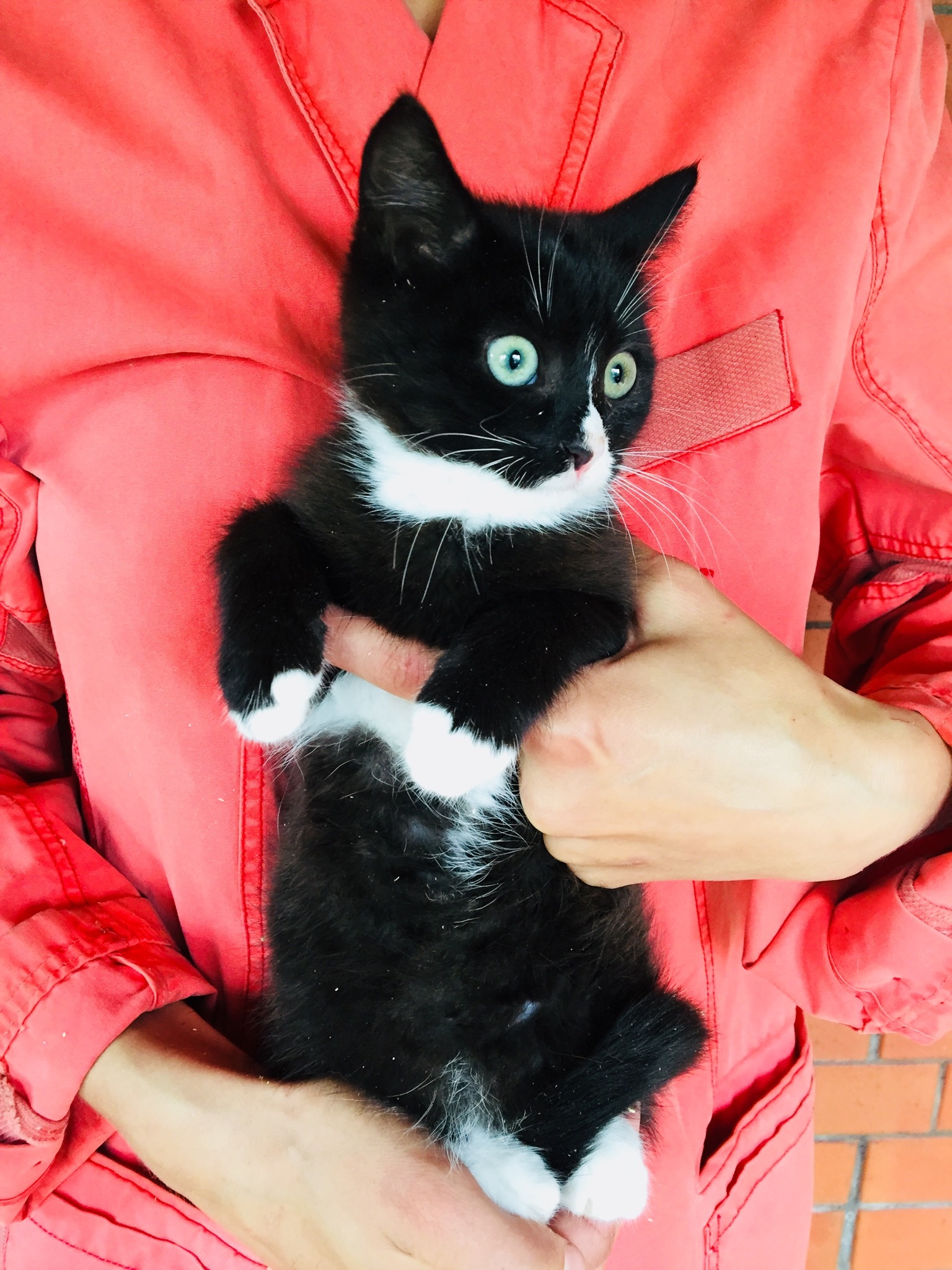 A black and white teenage cat is looking for her home. St. Petersburg, Moscow and Leningrad region - My, cat, Kittens, In good hands, Animal Rescue, No rating, Saint Petersburg, Leningrad region, Longpost, Moscow