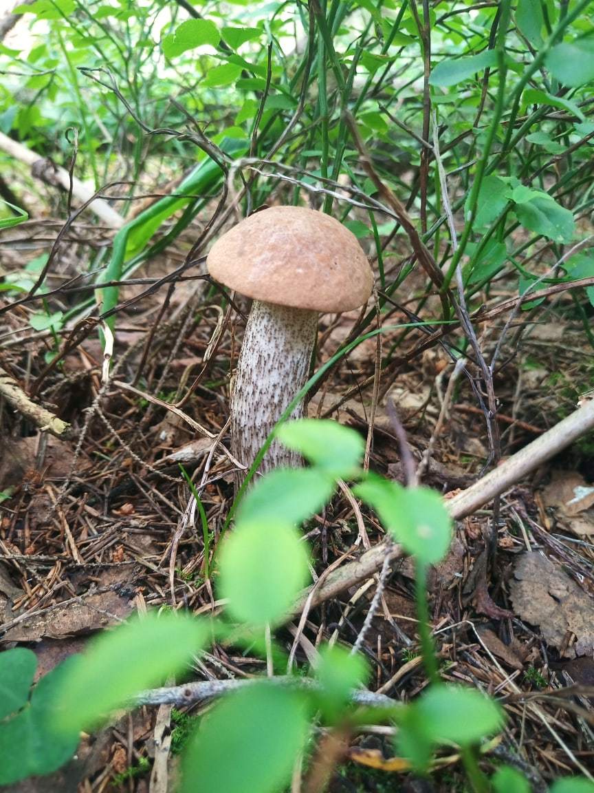 Today in the forest - My, Mushrooms, Forest, Longpost, The photo