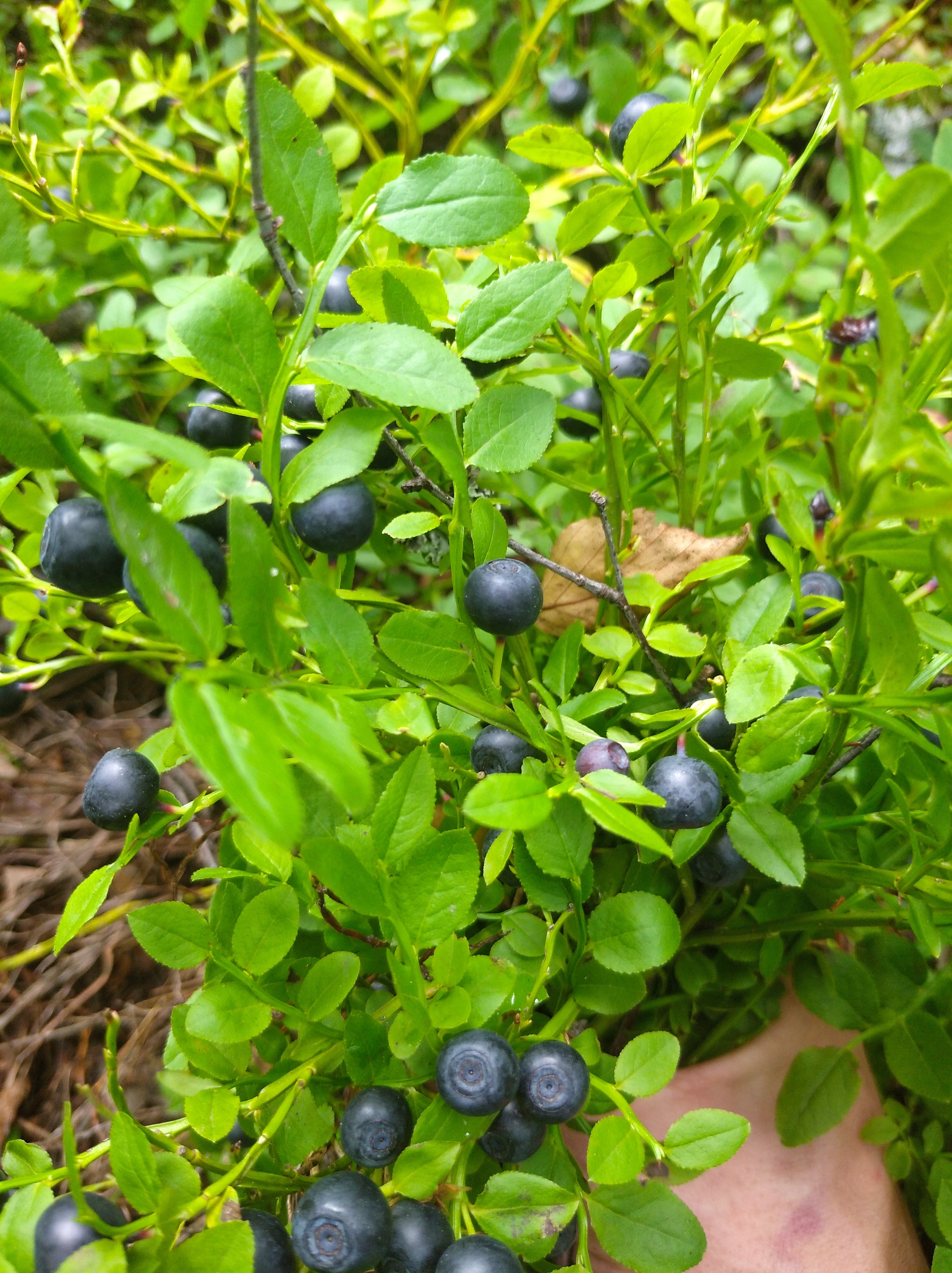 Red Bloody Sunday - My, Summer, Berries, Yummy, Longpost