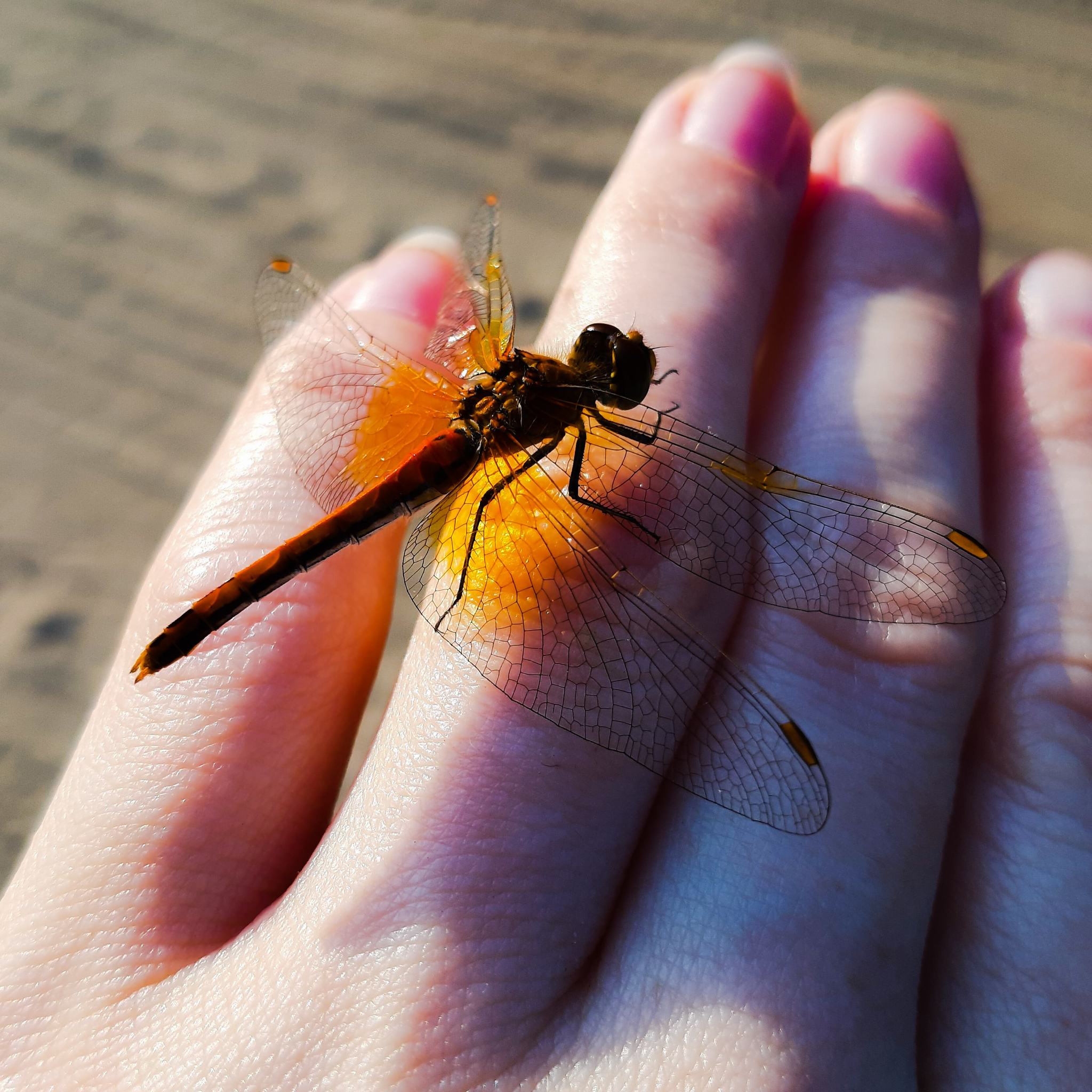 First foray into a forest within the city - My, Mound, Mobile photography, Walk, Nature, beauty of nature, Dragonfly, Beautiful, Longpost