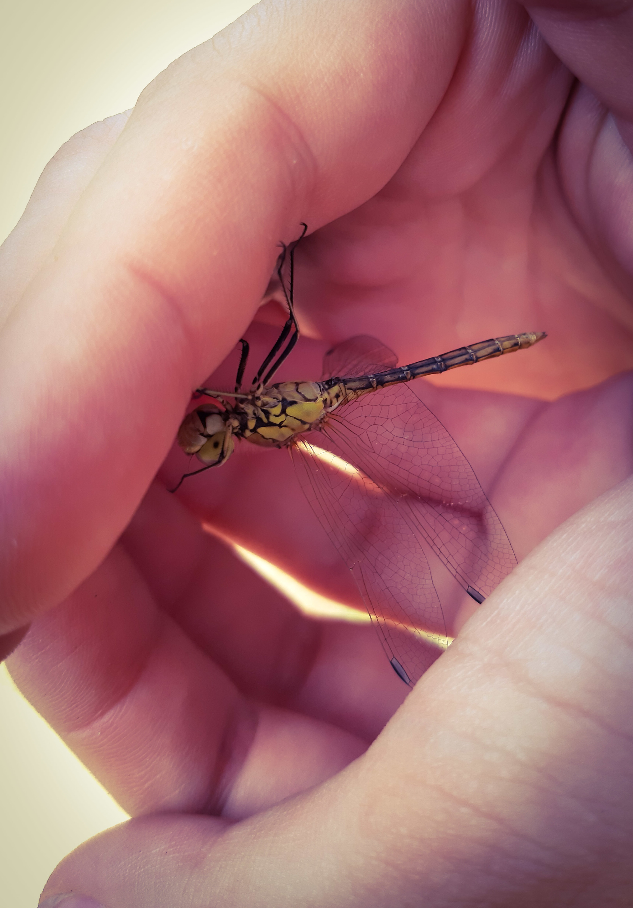 First foray into a forest within the city - My, Mound, Mobile photography, Walk, Nature, beauty of nature, Dragonfly, Beautiful, Longpost