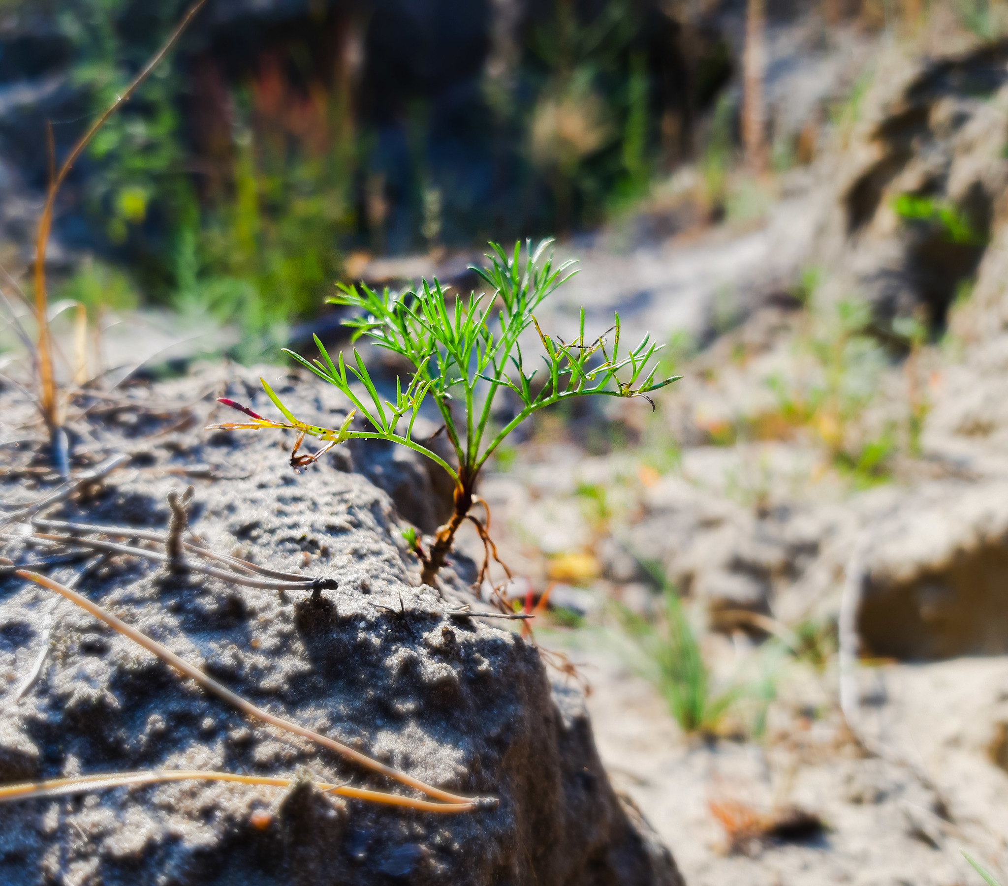 First foray into a forest within the city - My, Mound, Mobile photography, Walk, Nature, beauty of nature, Dragonfly, Beautiful, Longpost