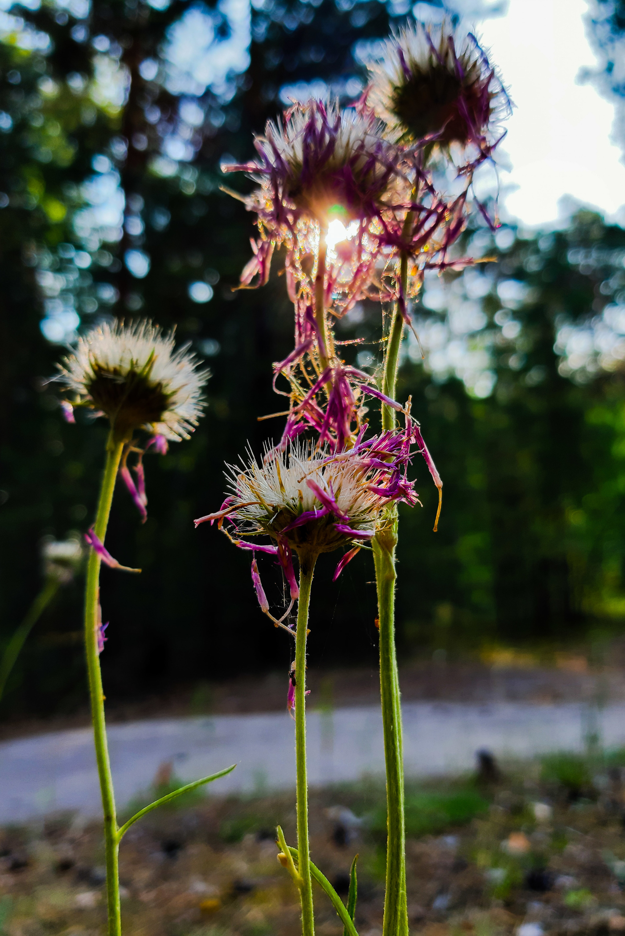 First foray into a forest within the city - My, Mound, Mobile photography, Walk, Nature, beauty of nature, Dragonfly, Beautiful, Longpost