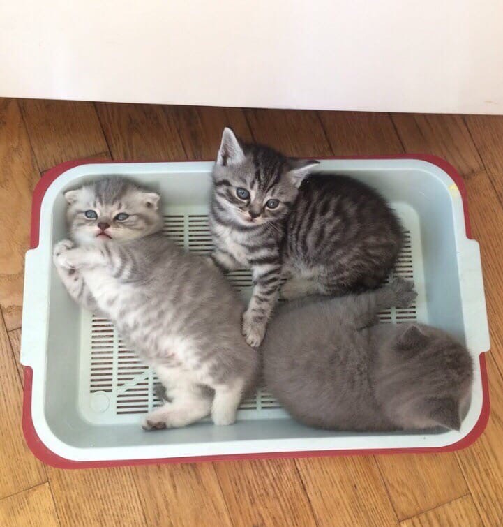 When it's time to train the kittens to the litter box - Kittens, Milota, Longpost, cat