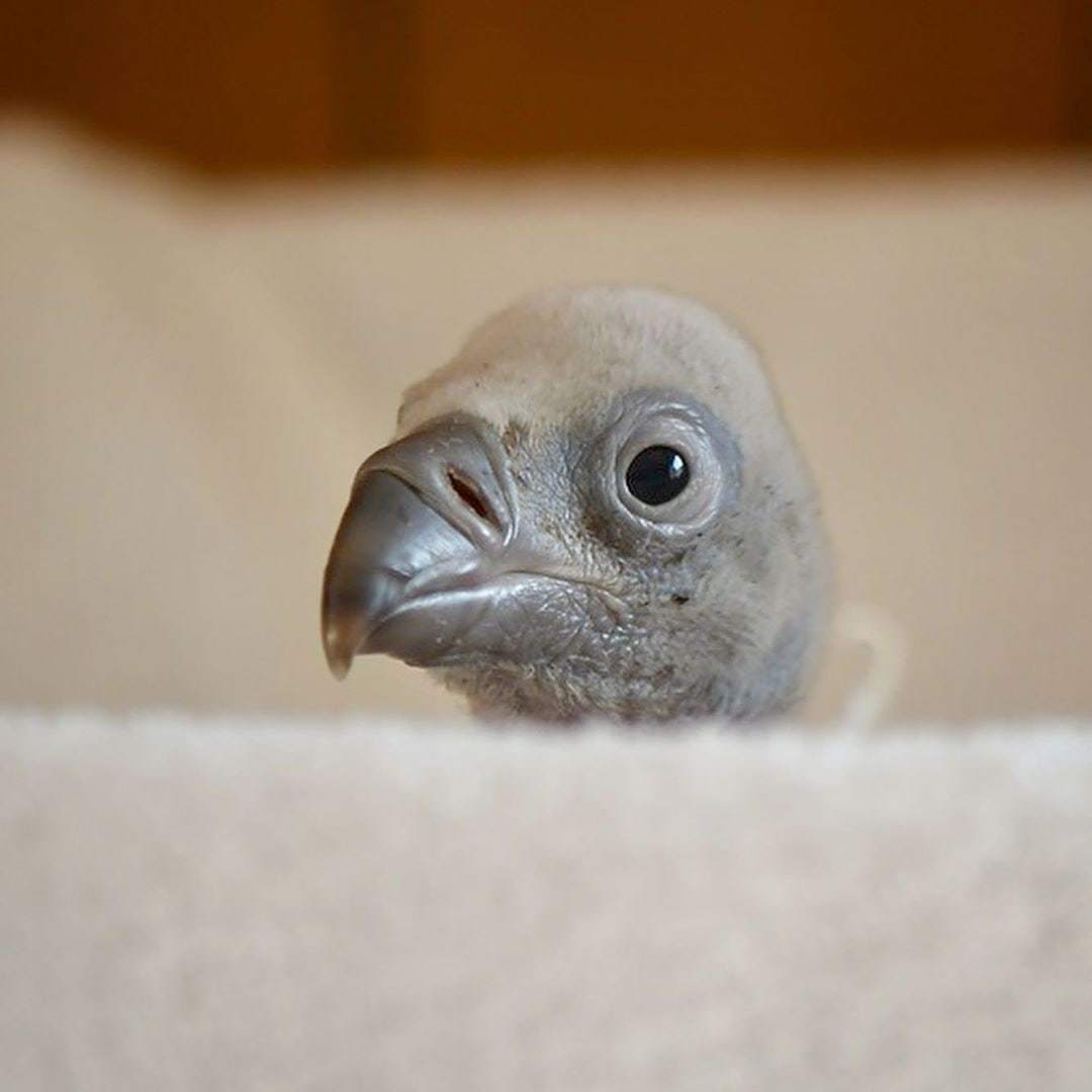 Snowy vulture chick - Vulture, Chick, Predator birds, The photo