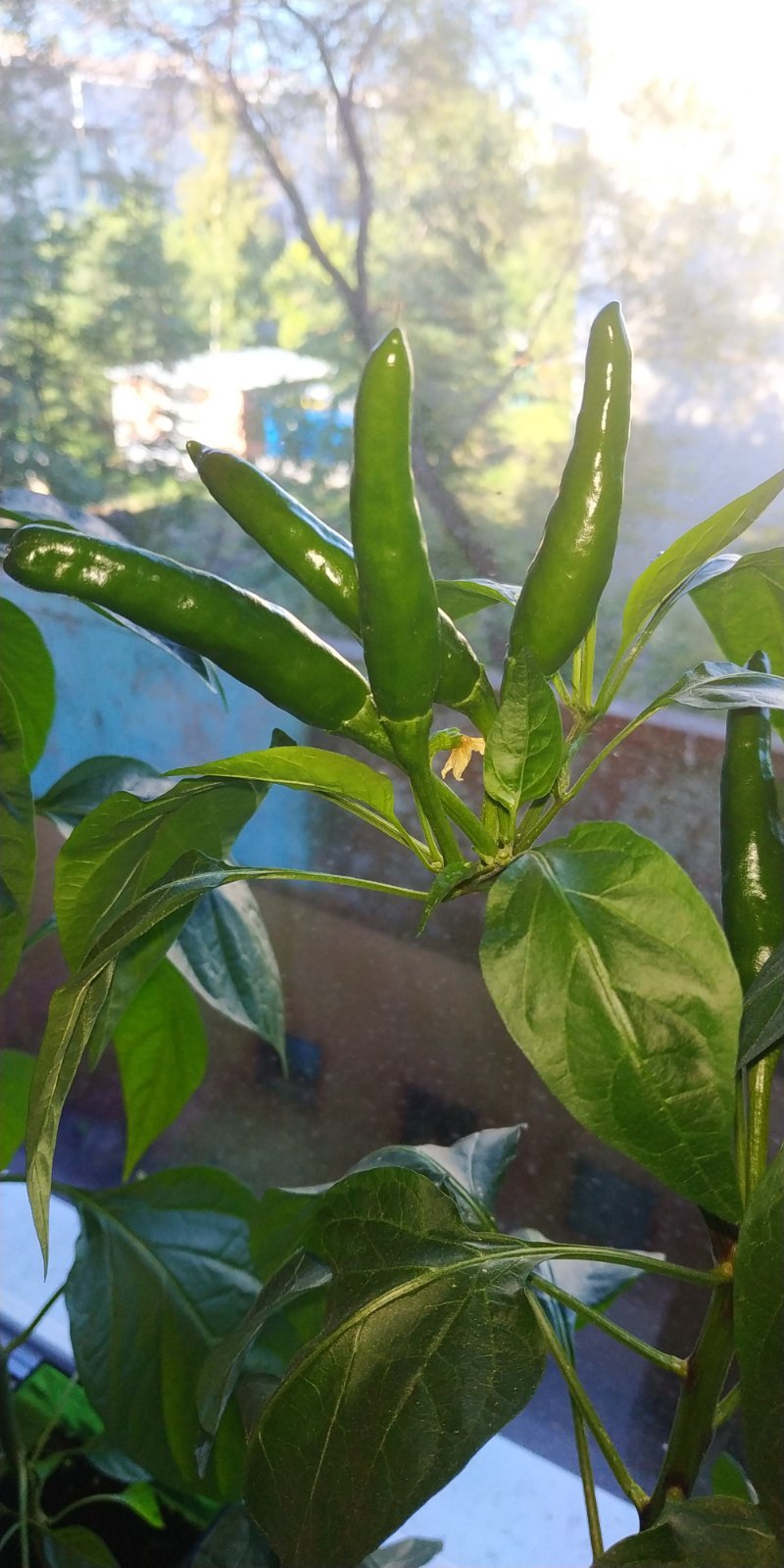 Help me identify the variety - Pepper, Hot peppers, Pepper farming, Longpost