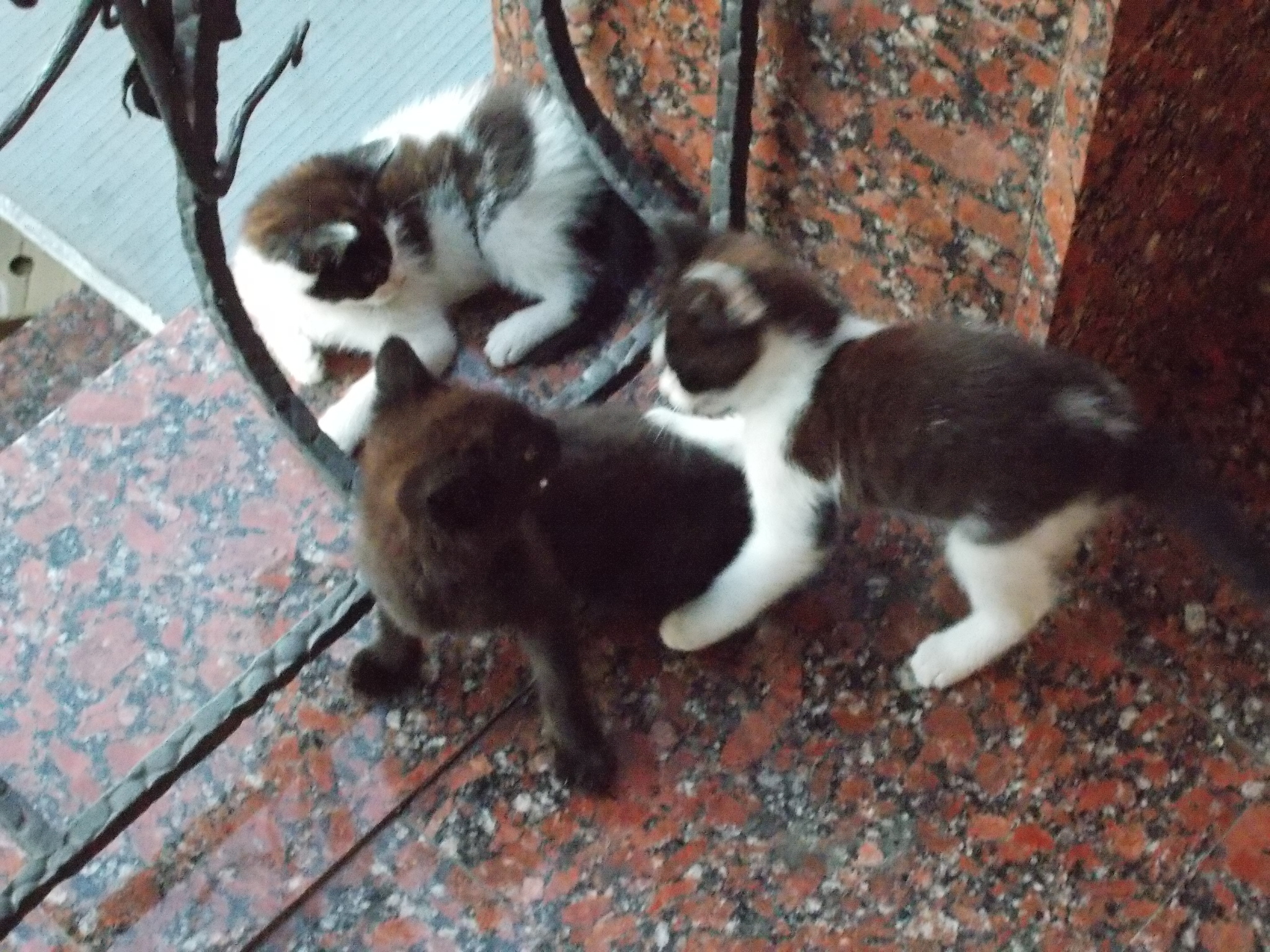 Cat and cat - My, cat, Tenants, Settlers, Late resettlers, Video, Longpost