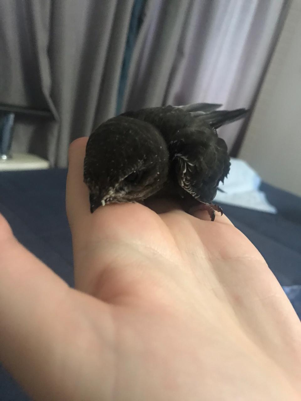 Need help with a bird - My, Bird in the house, Swift, Help, Longpost, Animal Rescue