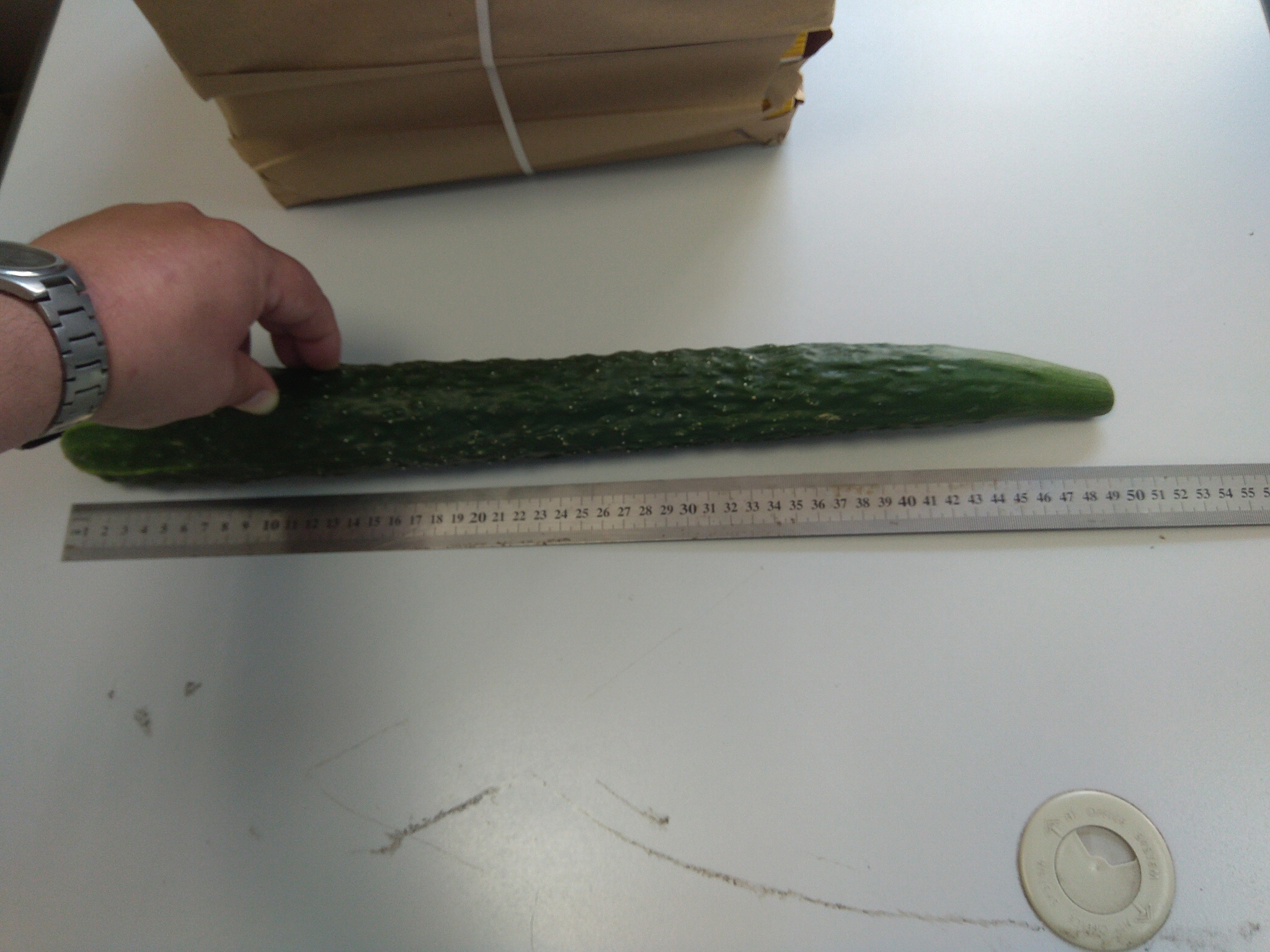 Standard pikabushnik cucumber - My, Cucumbers, 49 and 5, Harvest, Longpost