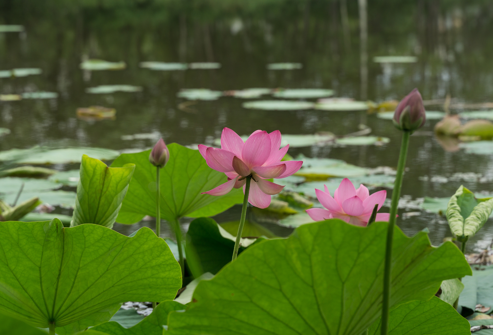 Lotuses from a country pond - My, Lotus, lotus lake, Longpost