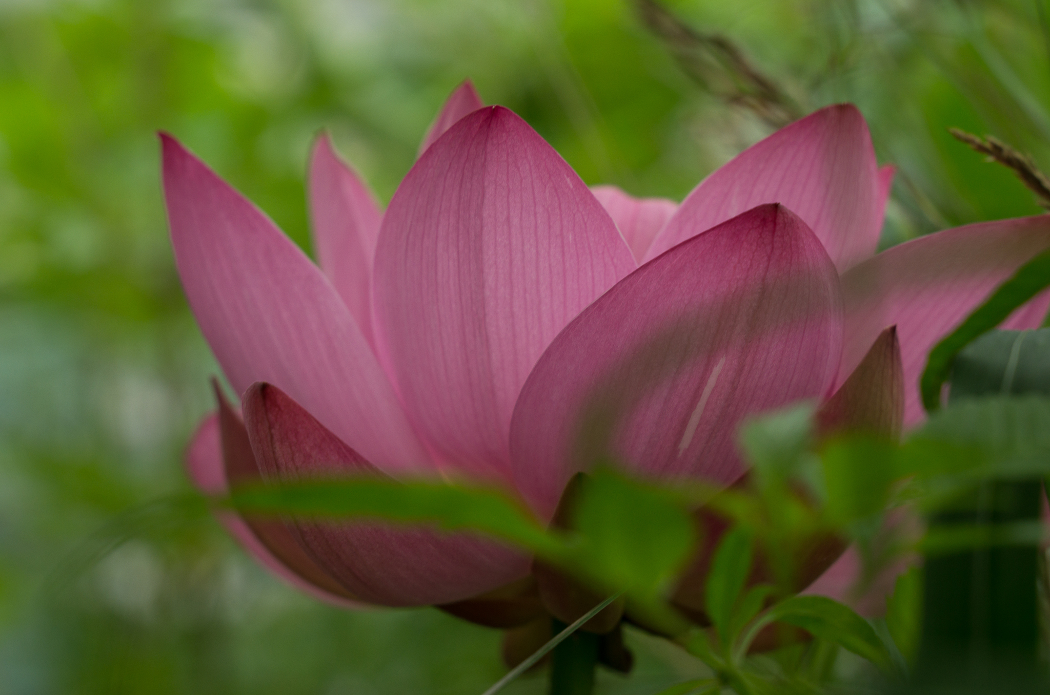 Lotuses from a country pond - My, Lotus, lotus lake, Longpost