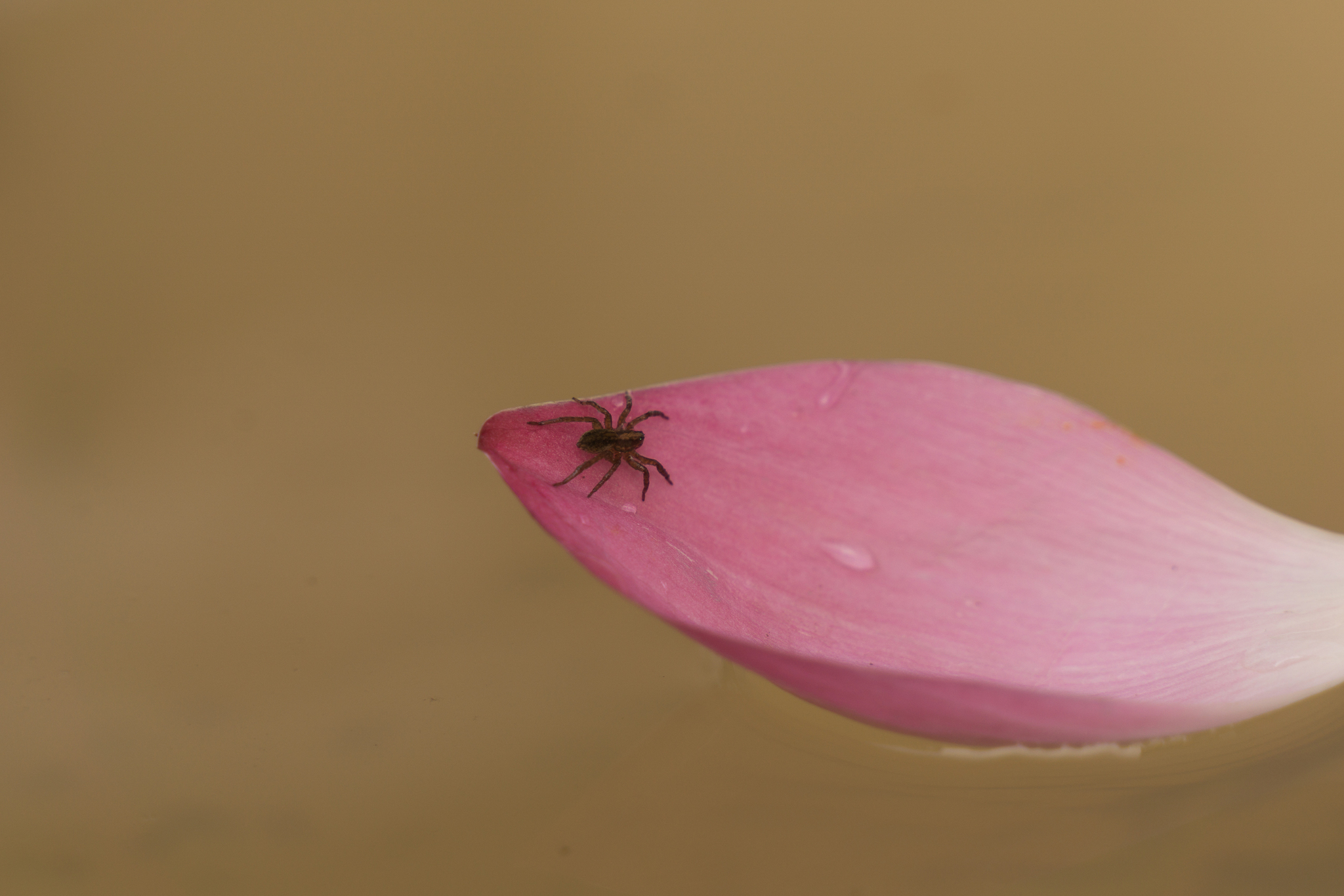 Lotuses from a country pond - My, Lotus, lotus lake, Longpost