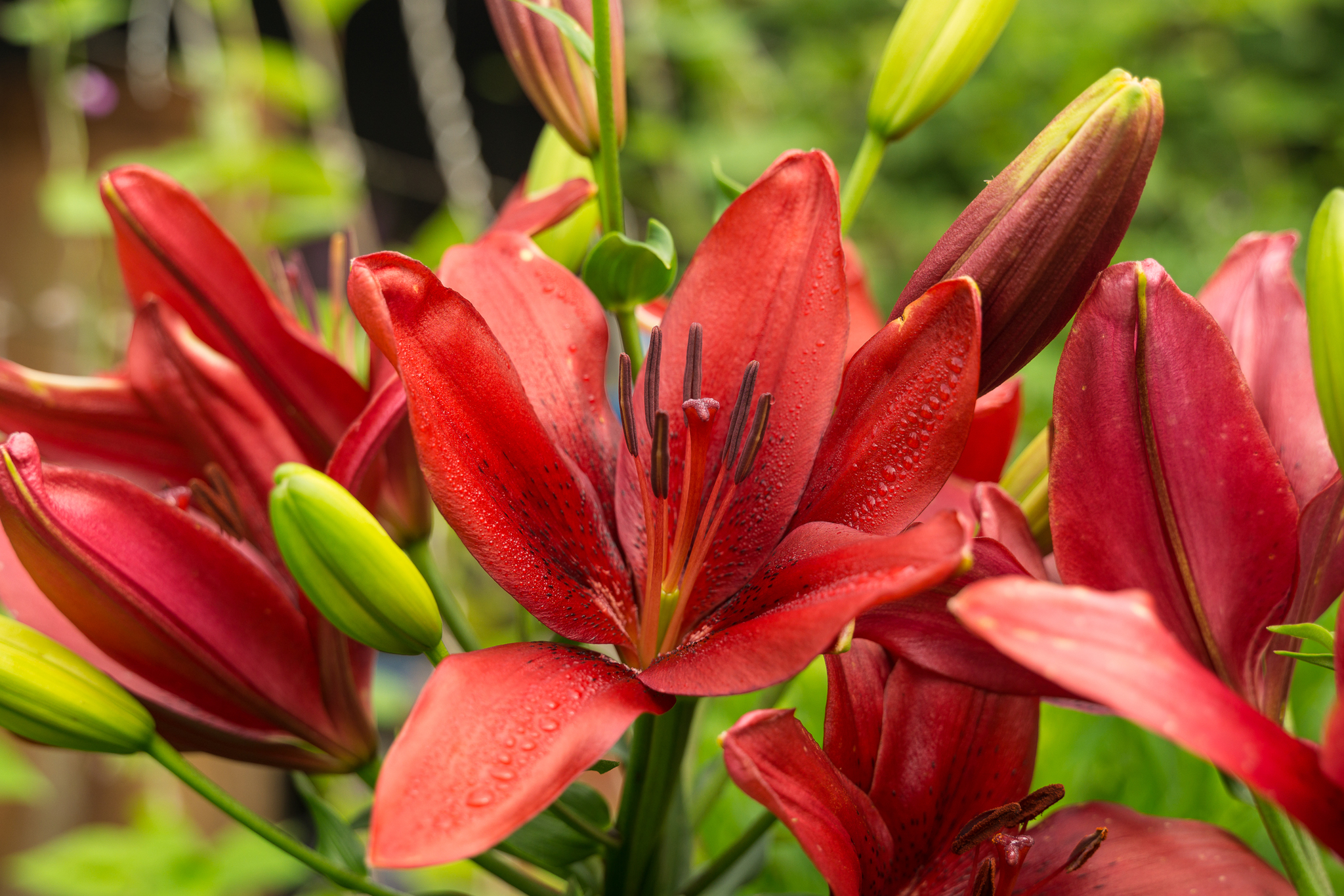 Country lilies, various - My, Lily, Flowers, Dacha, Longpost