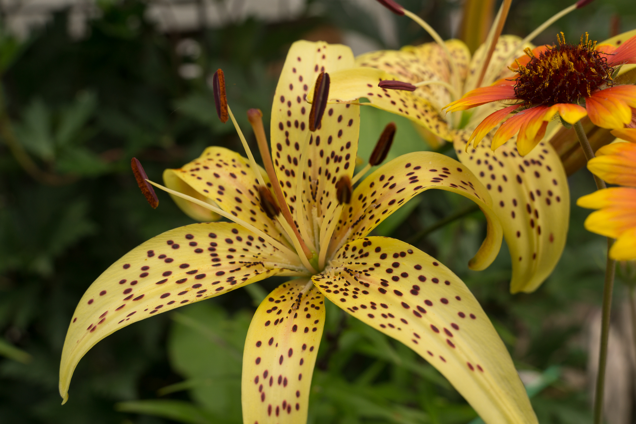 Country lilies, various - My, Lily, Flowers, Dacha, Longpost