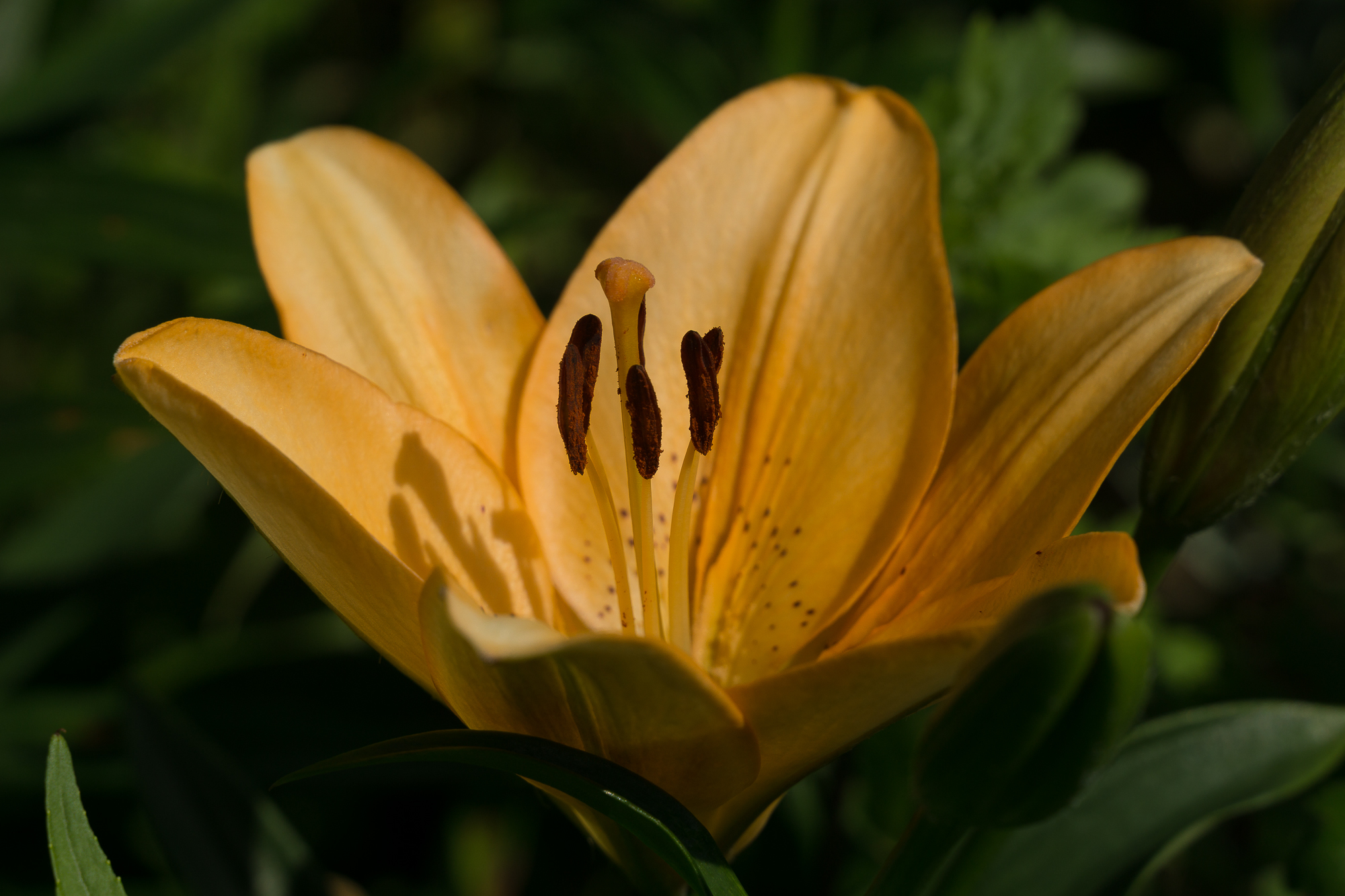 Country lilies, various - My, Lily, Flowers, Dacha, Longpost