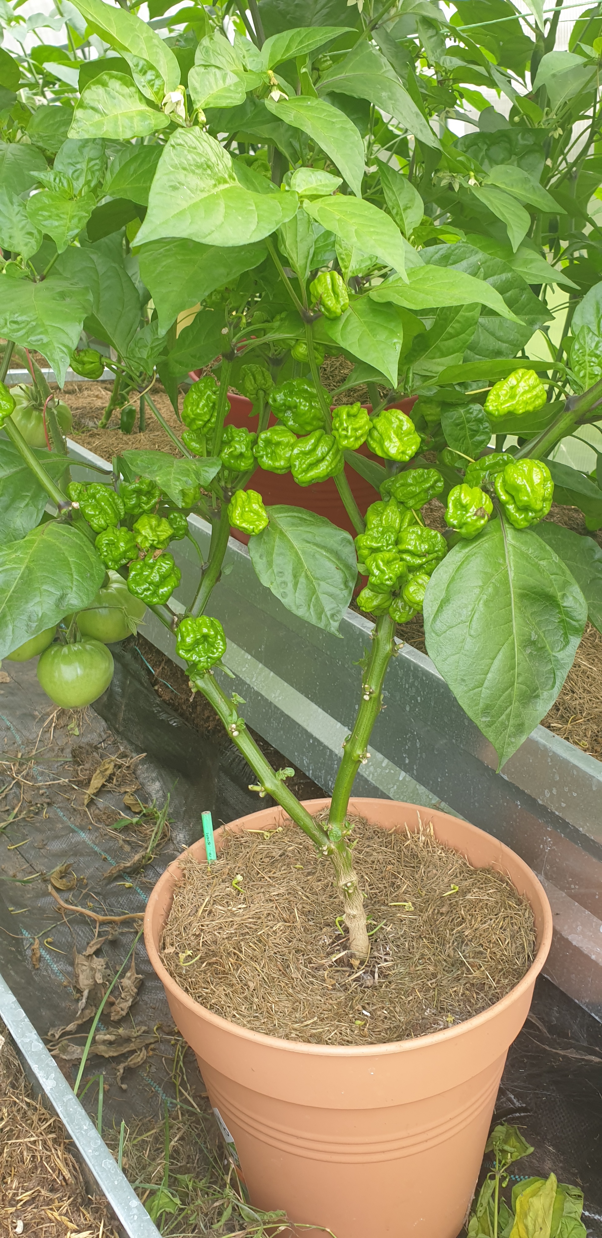 My first pepper season - My, Greenhouse, Chile, Capsaicin, Spicy sauce, Longpost