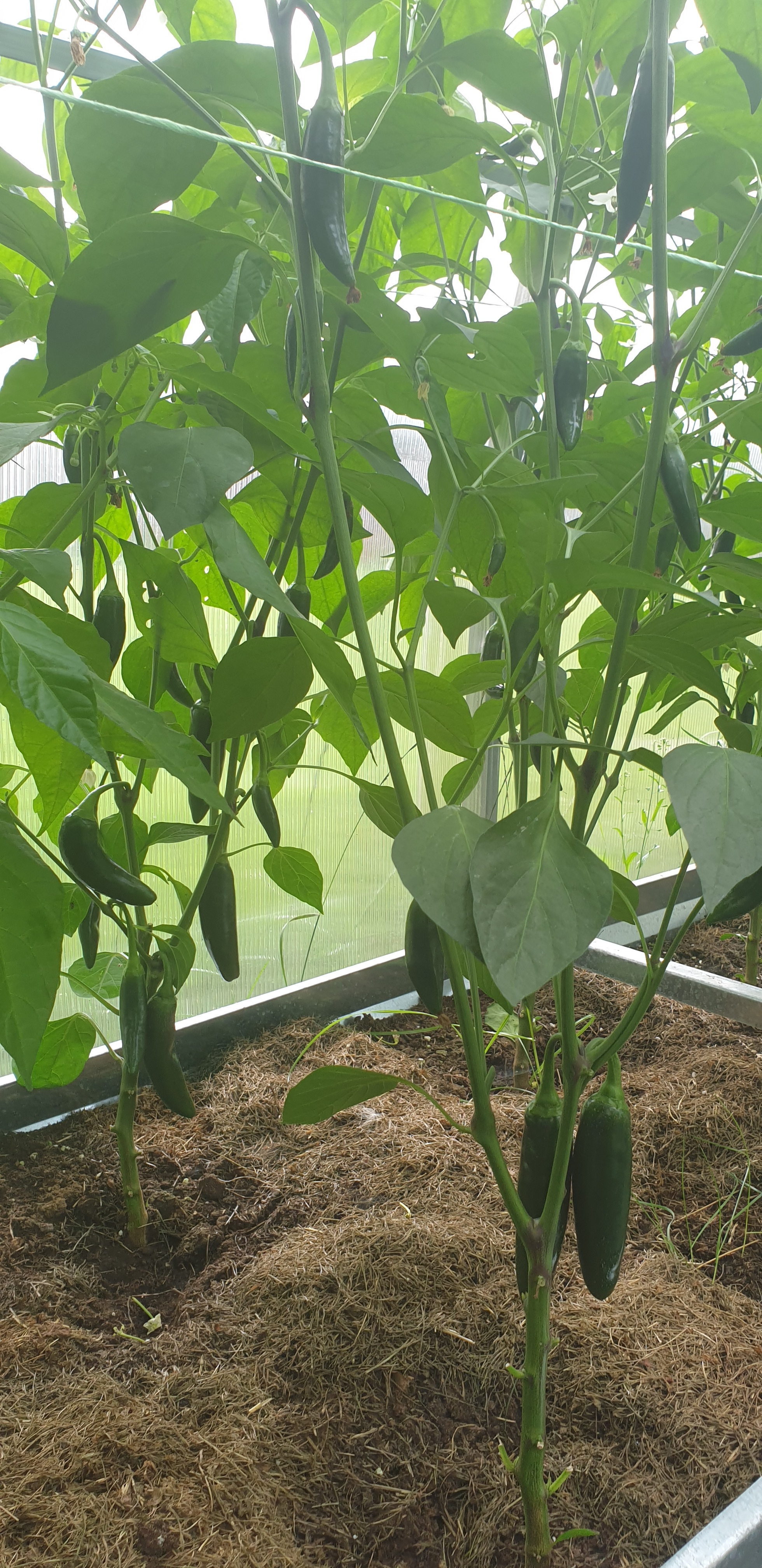 My first pepper season - My, Greenhouse, Chile, Capsaicin, Spicy sauce, Longpost