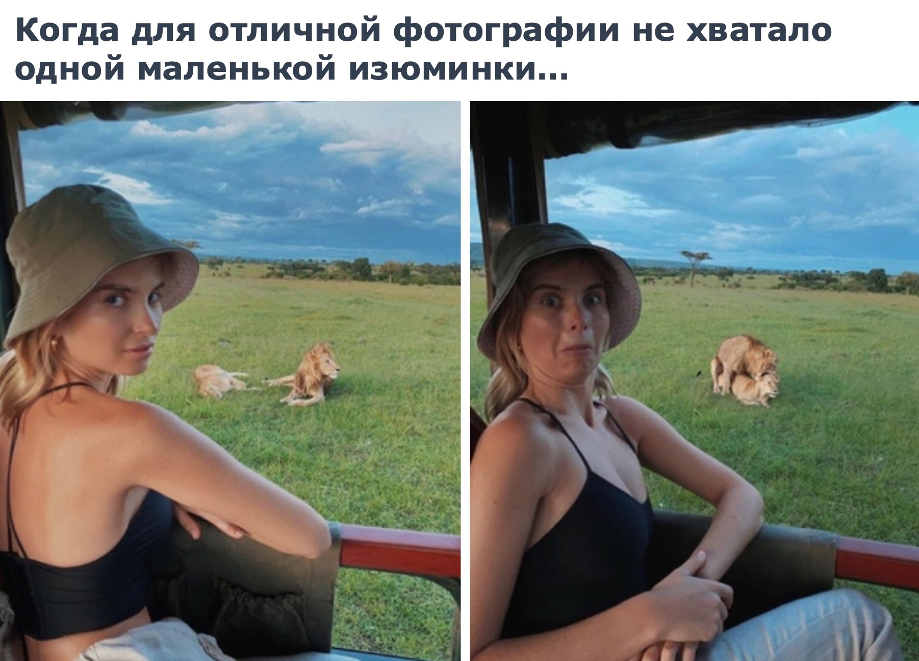 In! Great photo! on the right!))) - The photo, a lion, Lioness, Humor, Reproduction, Emotions, Suddenly, Picture with text