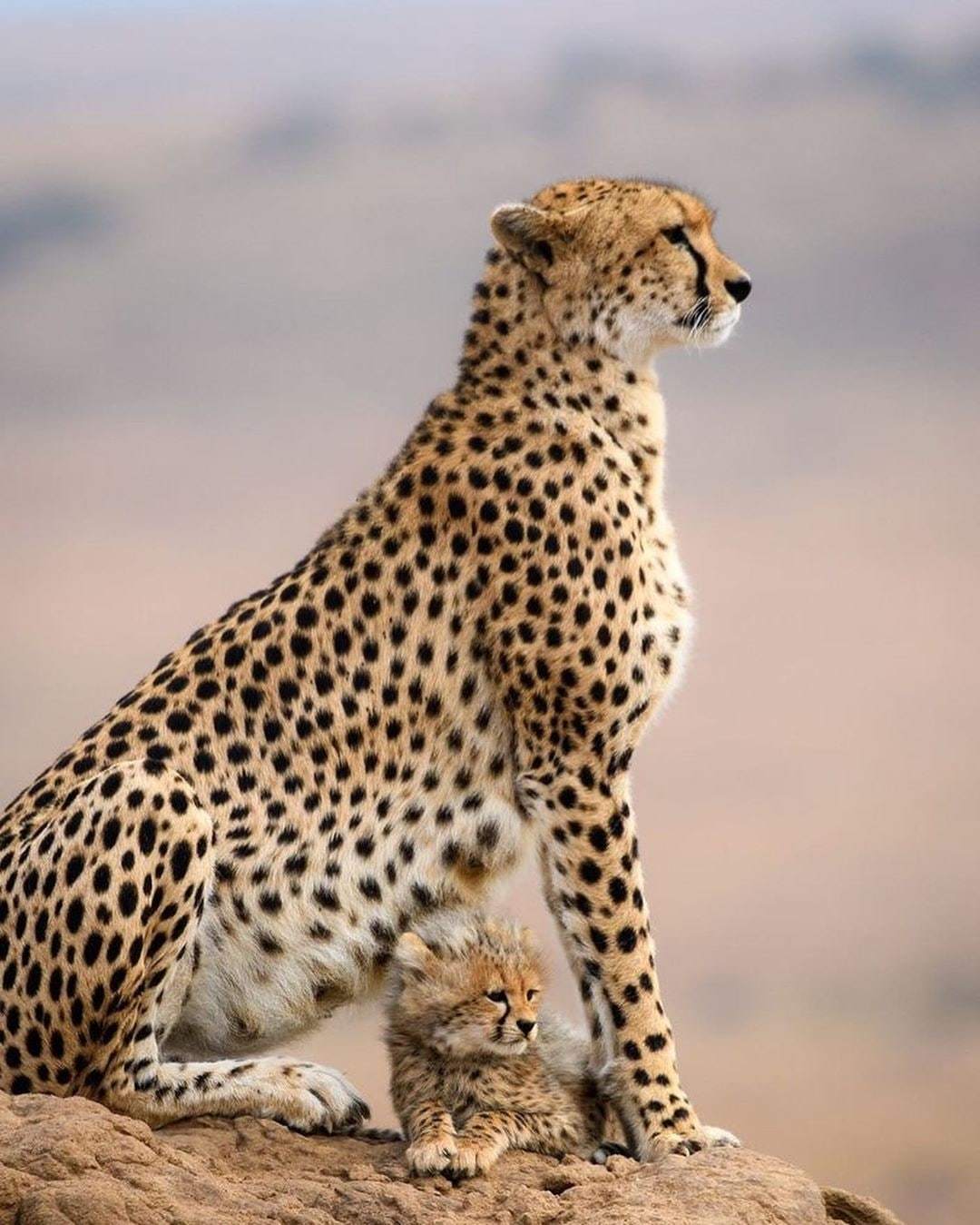 Posture and hairstyle)) - Wild animals, Cheetah, Longpost