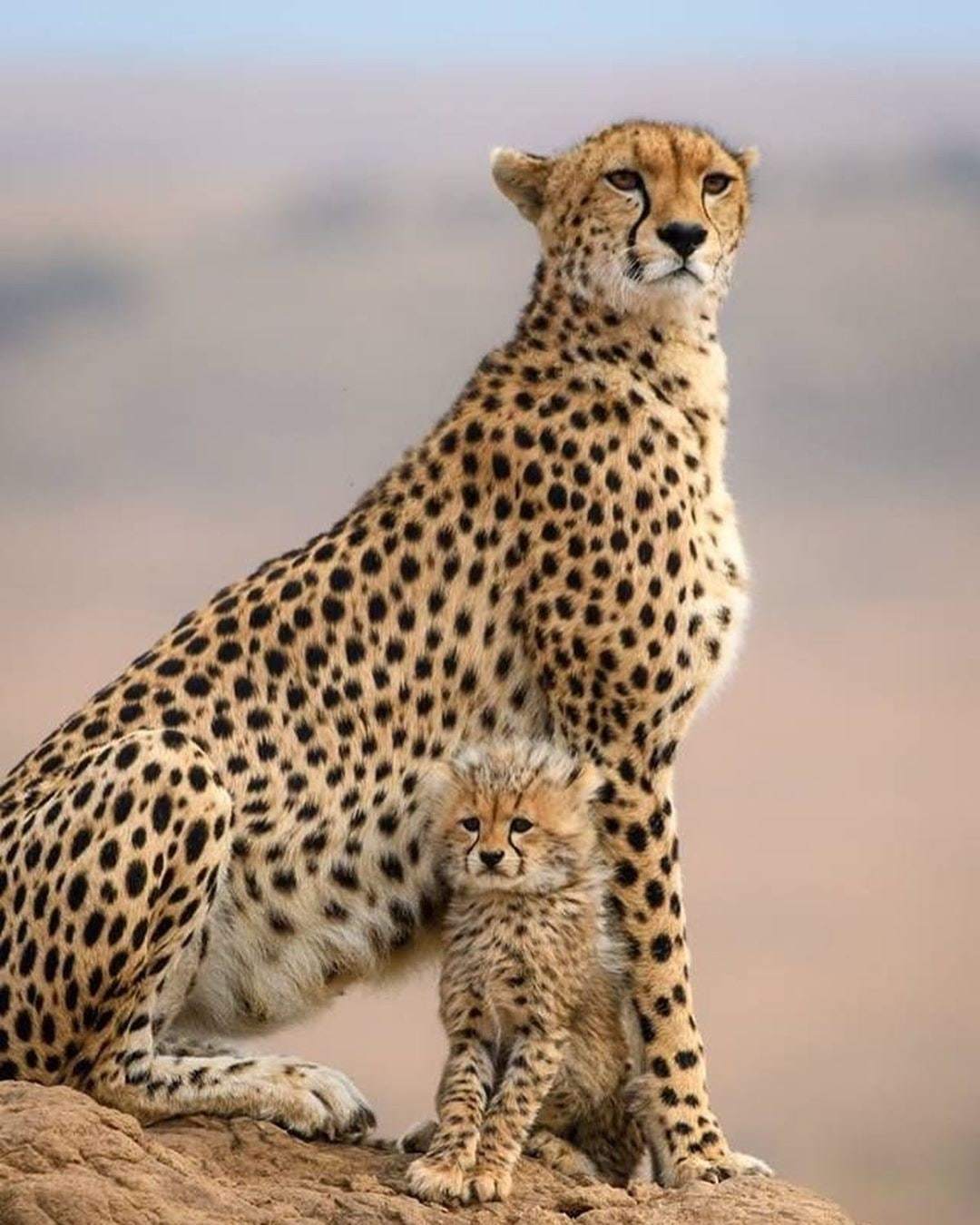 Posture and hairstyle)) - Wild animals, Cheetah, Longpost