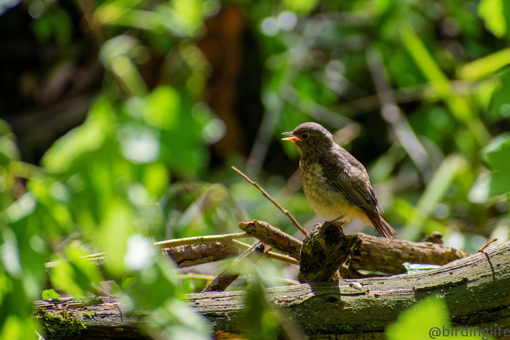 Redstarts: mother and child - My, Ornithology, Biology, Birds, Animals, The photo