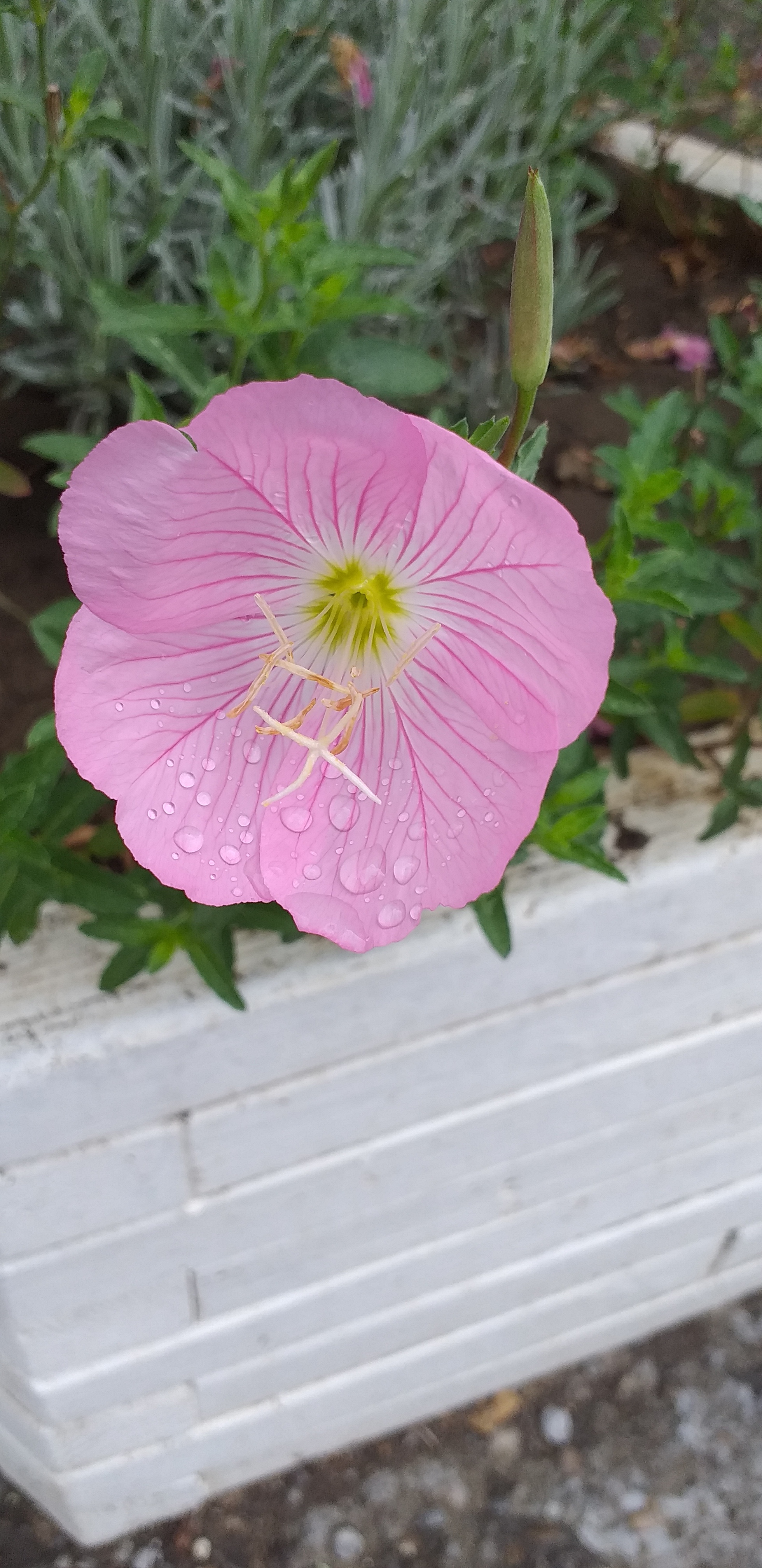 This is what tenderness looks like - My, Good morning, Flowers, Rain, Good mood