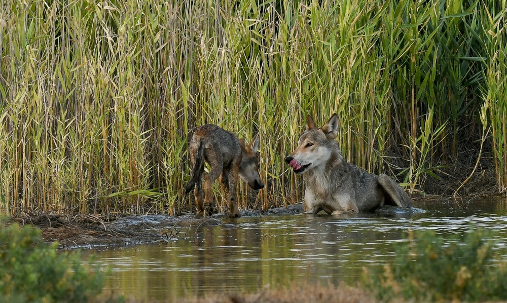 Reserve Stepnoy. Date with Wolves - Artur Murzakhanov, Reserves and sanctuaries, Wolf, Longpost